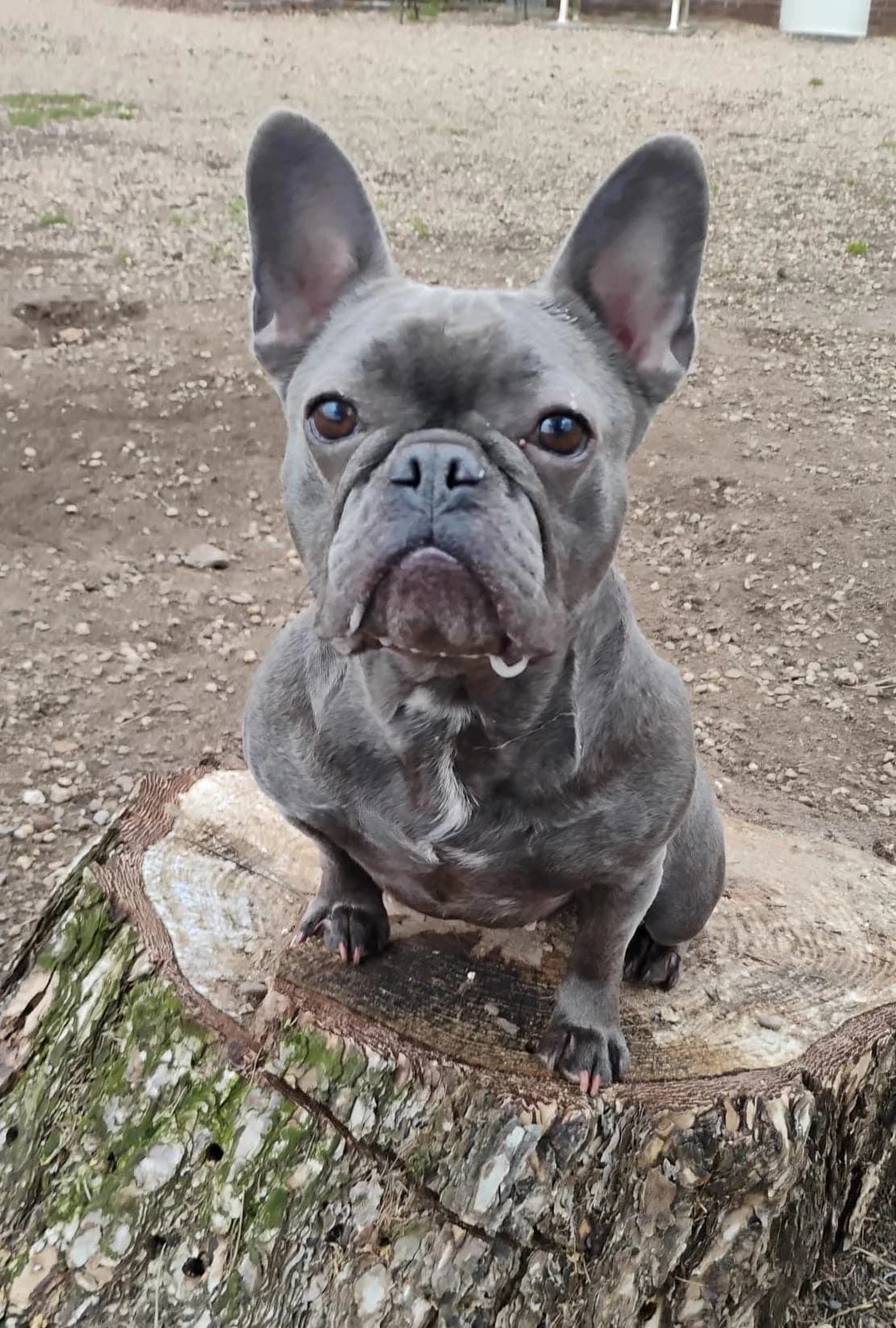 Ally, grau female 3yo French Bulldog for adoption at 4animals e.V. — Hundeauffangstation HASt, Essen