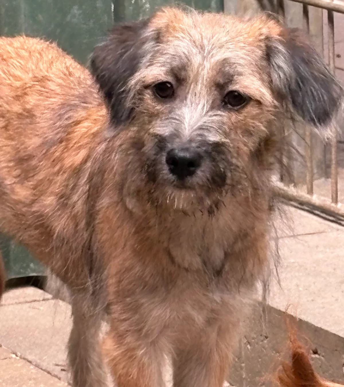 Amelie, braun / weiß / schwarz female puppy Mixed Breed for adoption at 4animals e.V. — Hundeauffangstation HASt, Essen
