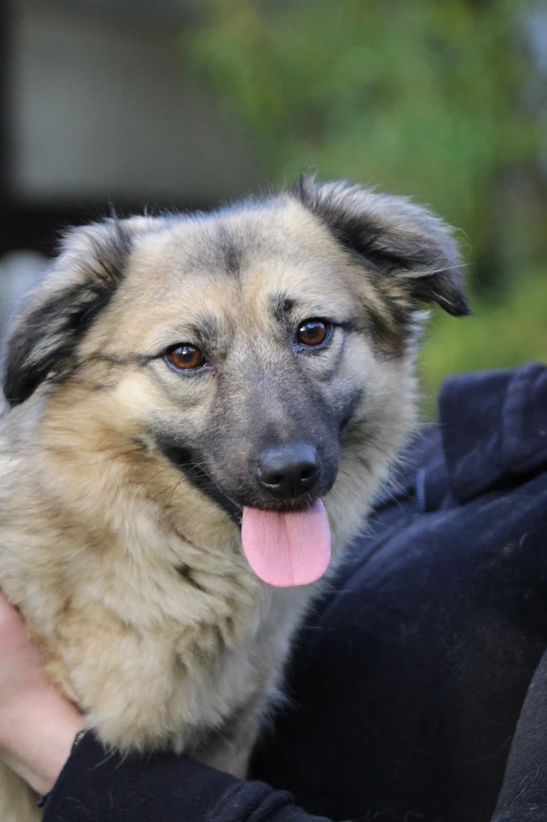 Anni, schwarz / beige female 3yo Mixed Breed for adoption at 4animals e.V. — Hundeauffangstation HASt, Essen