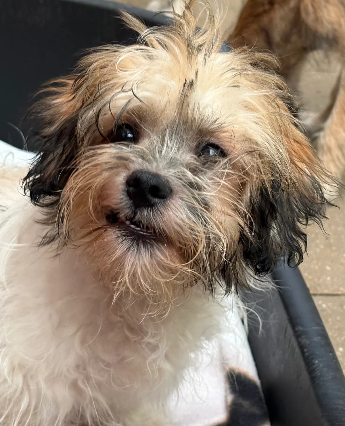 Anton, schwarz / weiß / braun male puppy Mixed Breed for adoption at 4animals e.V. — Hundeauffangstation HASt, Essen