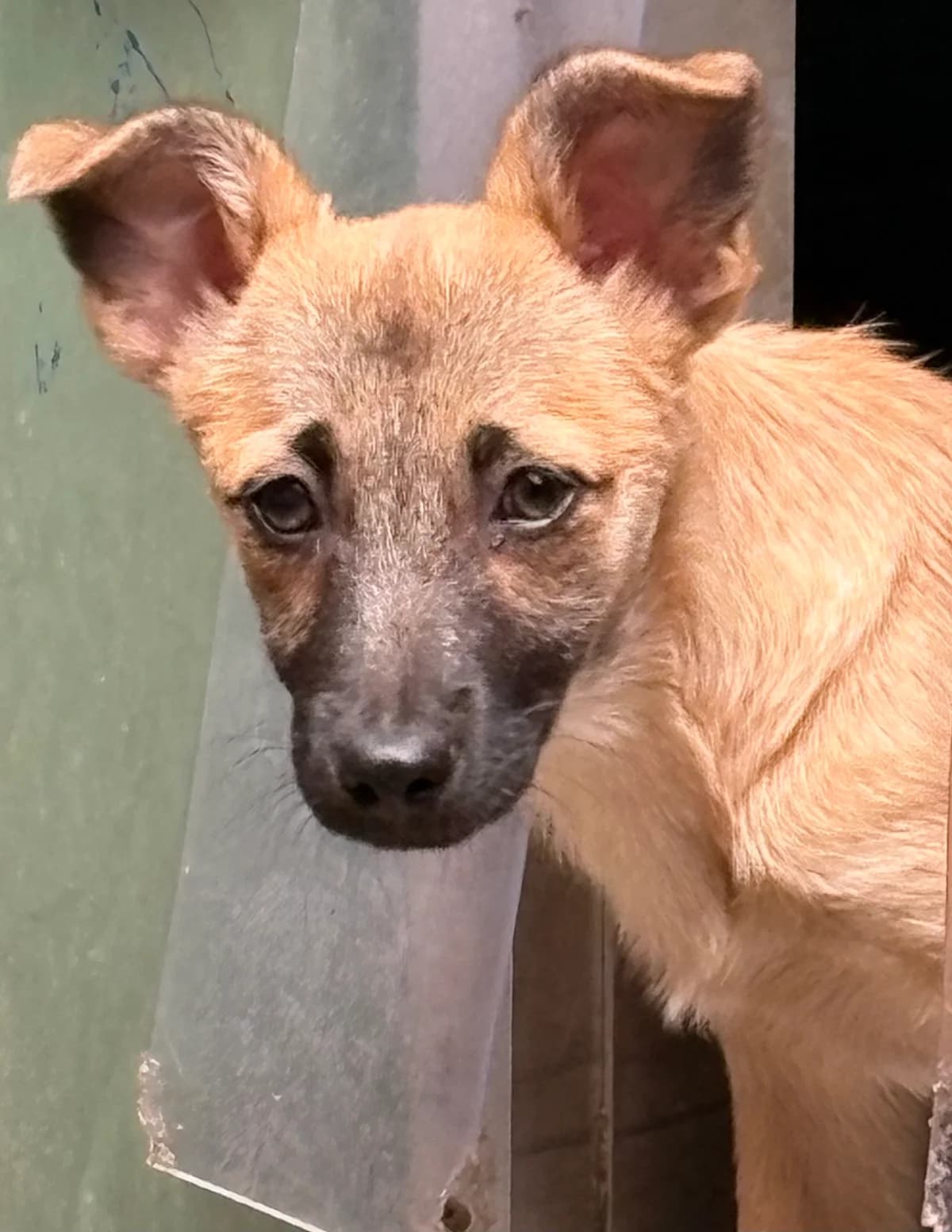 Balia, braun female puppy Mixed Breed for adoption at 4animals e.V. — Hundeauffangstation HASt, Essen