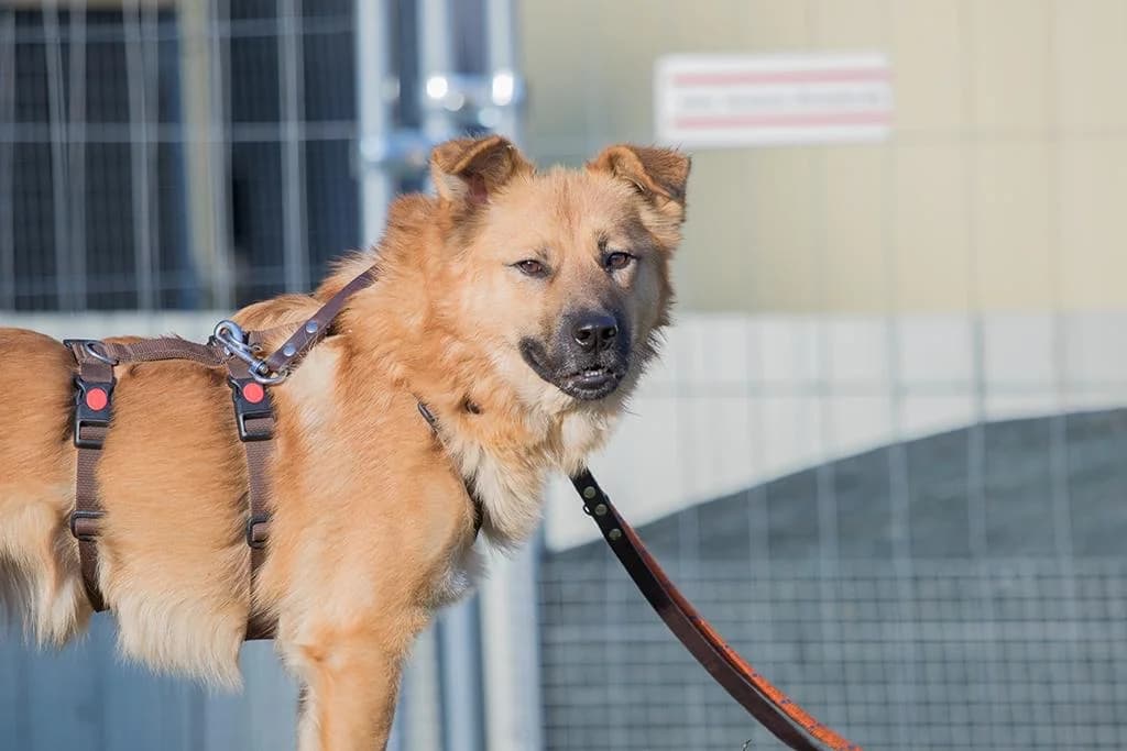 Basti, braun male senior Mixed Breed for adoption at 4animals e.V. β Hundeauffangstation HASt, Essen