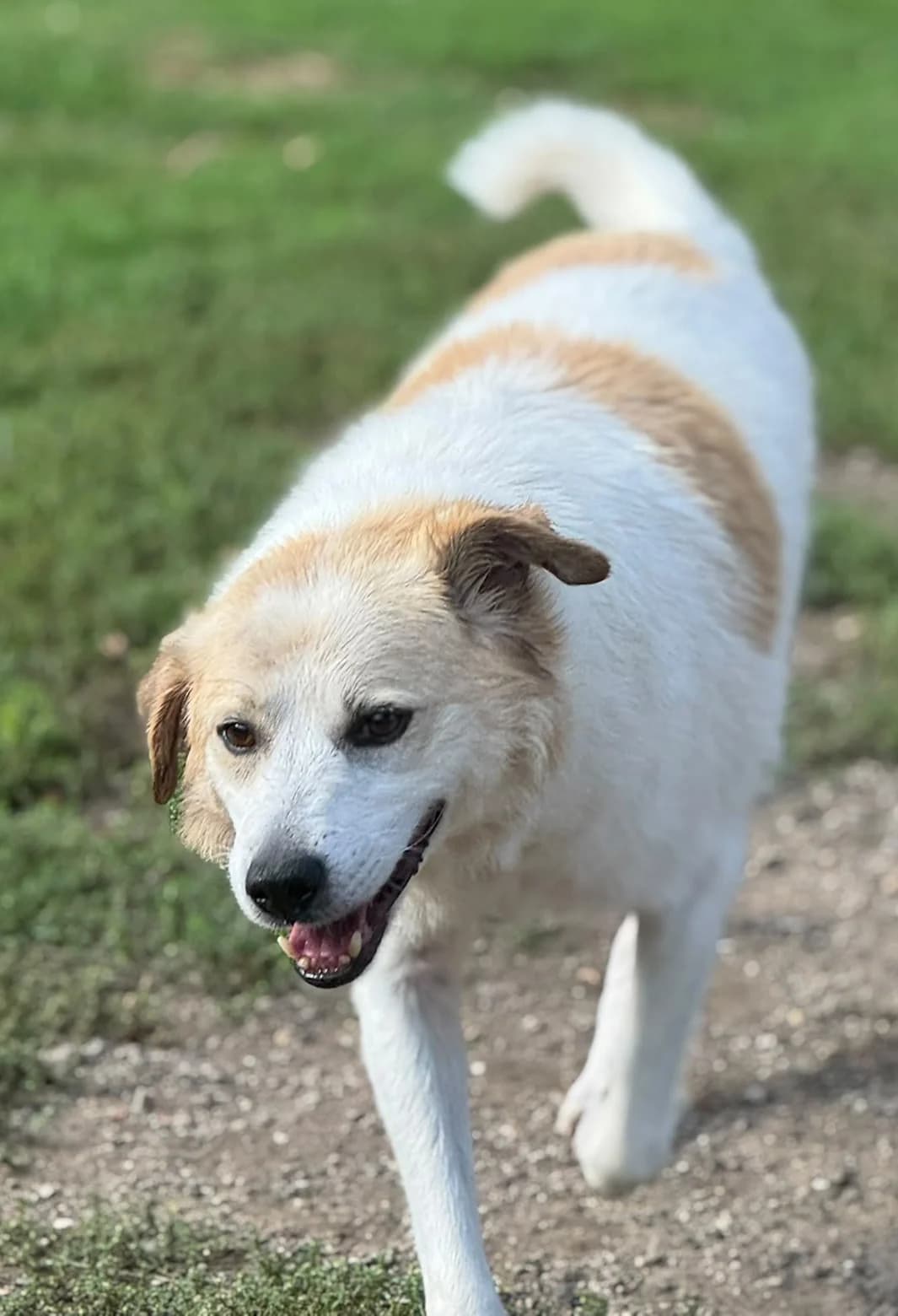 Ben, weiß-braun male senior Mixed Breed for adoption at 4animals e.V. — Hundeauffangstation HASt, Essen