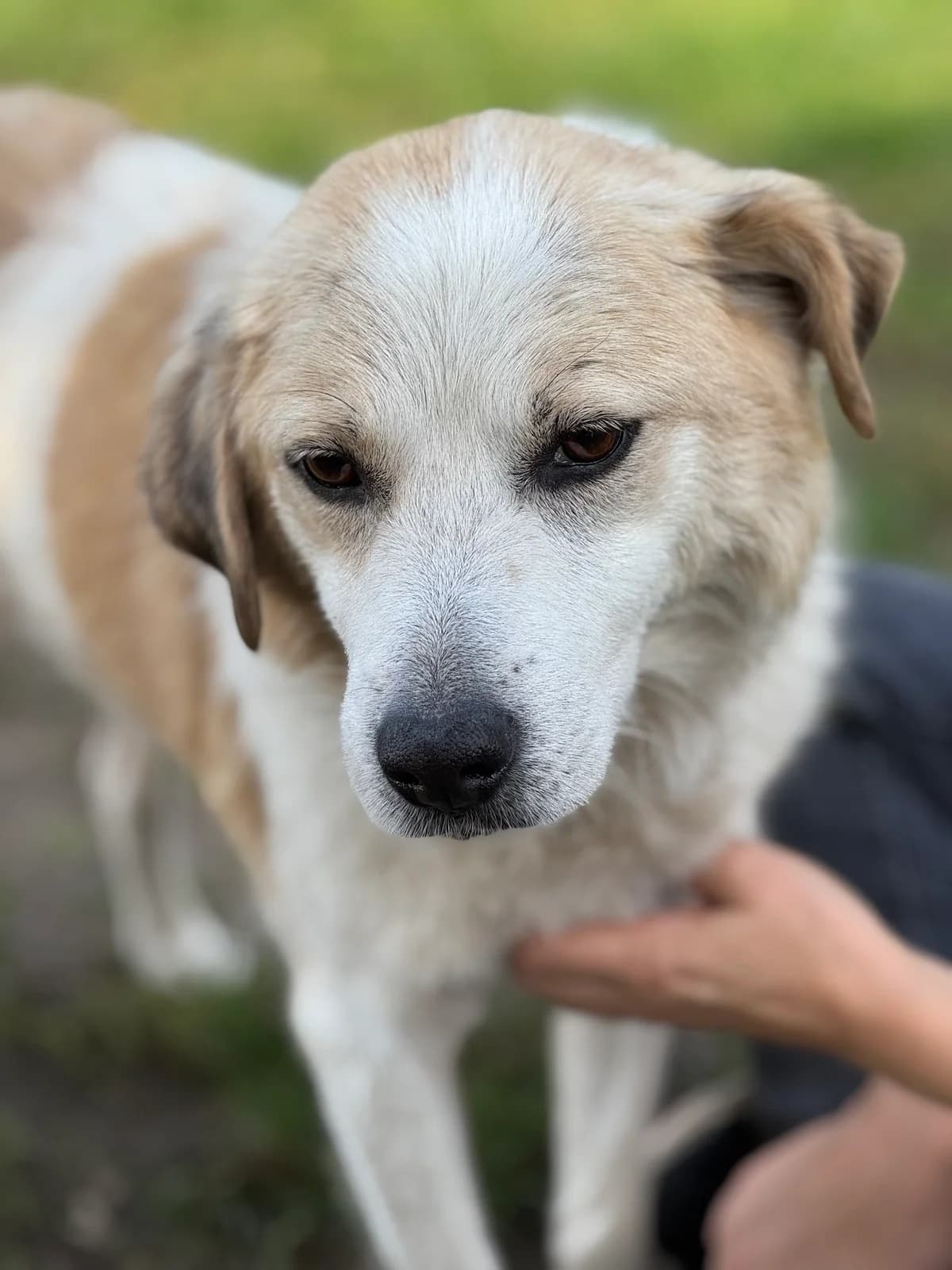 Ben, weiß-braun male senior Mixed Breed for adoption at 4animals e.V. — Hundeauffangstation HASt, Essen