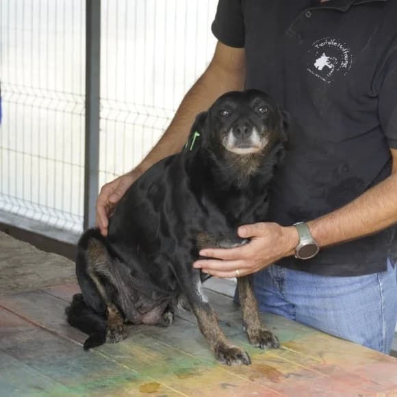 Bibbi, schwarz female senior Mixed Breed for adoption at 4animals e.V. — Hundeauffangstation HASt, Essen