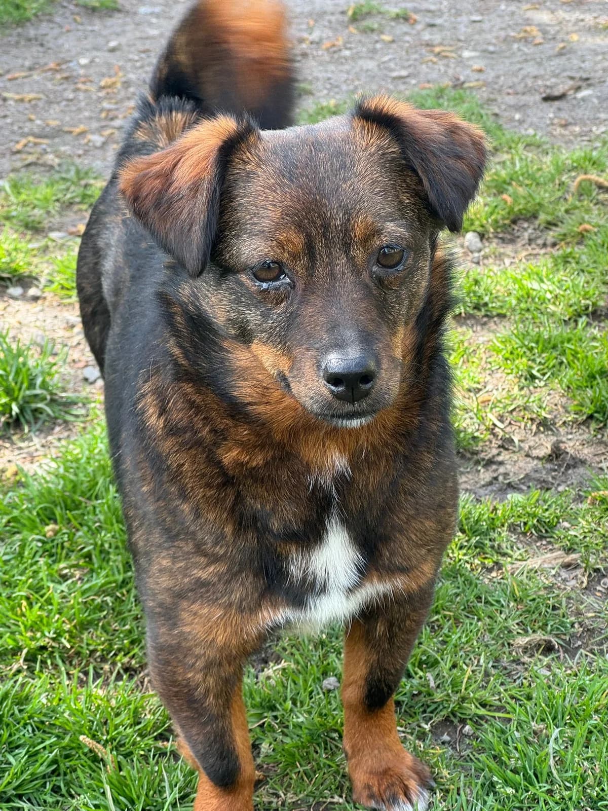 Bo, Braun/ schwarz/ weiß female 3yo Mixed Breed for adoption at 4animals e.V. — Hundeauffangstation HASt, Essen