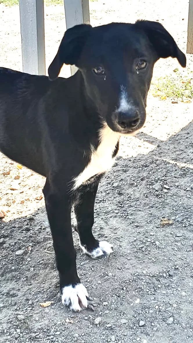 Bobby, Schwarz-weiß male puppy Mixed Breed for adoption at 4animals e.V. — Hundeauffangstation HASt, Essen