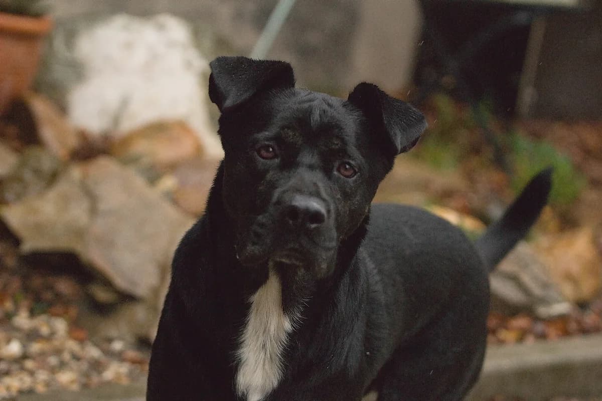Bobo Vermittlungshilfe, schwarz / weiß male senior Cane Corso for adoption at 4animals e.V. — Hundeauffangstation HASt, Essen