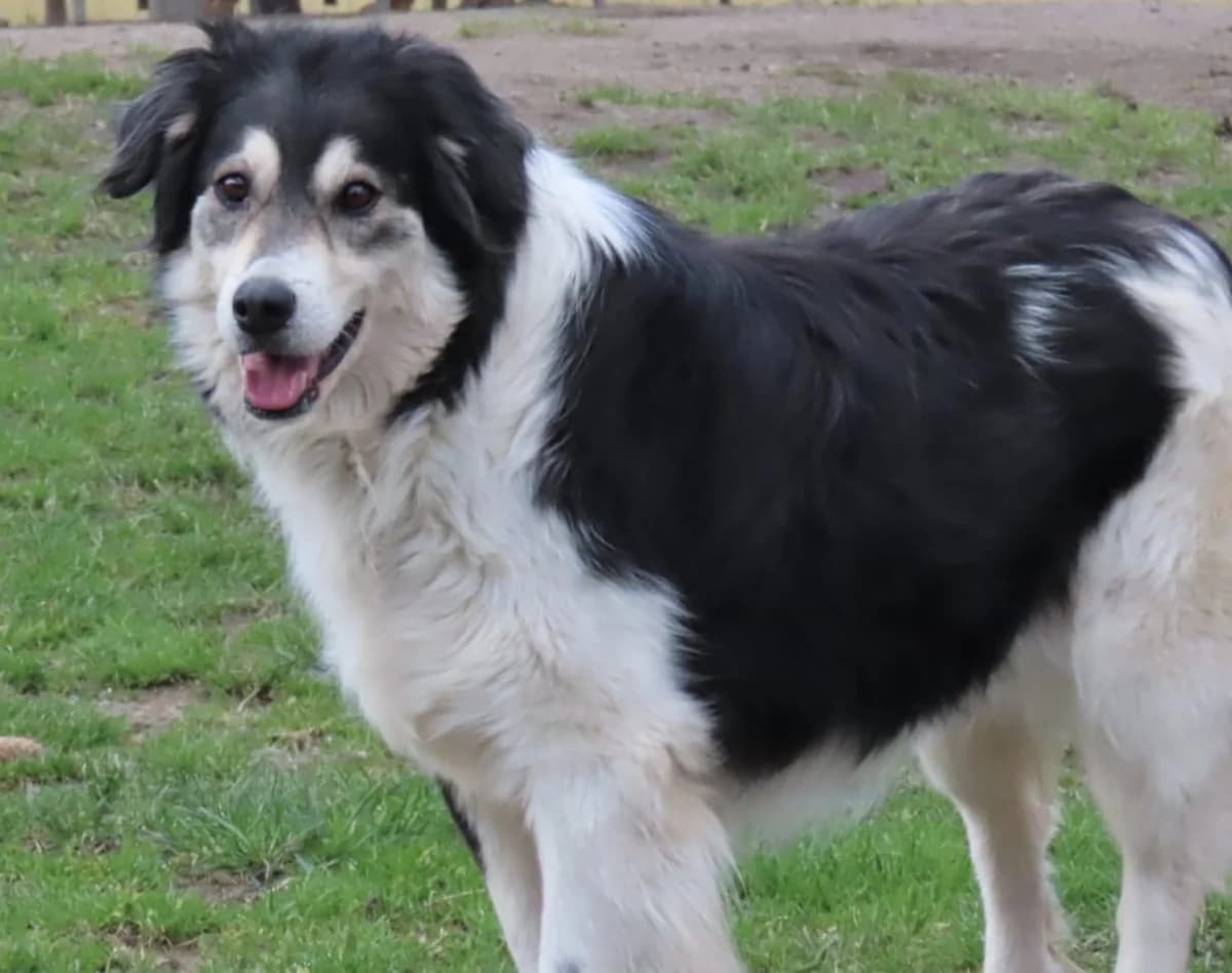 Chiara, braun / schwarz / weiß female 3yo Mixed Breed for adoption at 4animals e.V. — Hundeauffangstation HASt, Essen