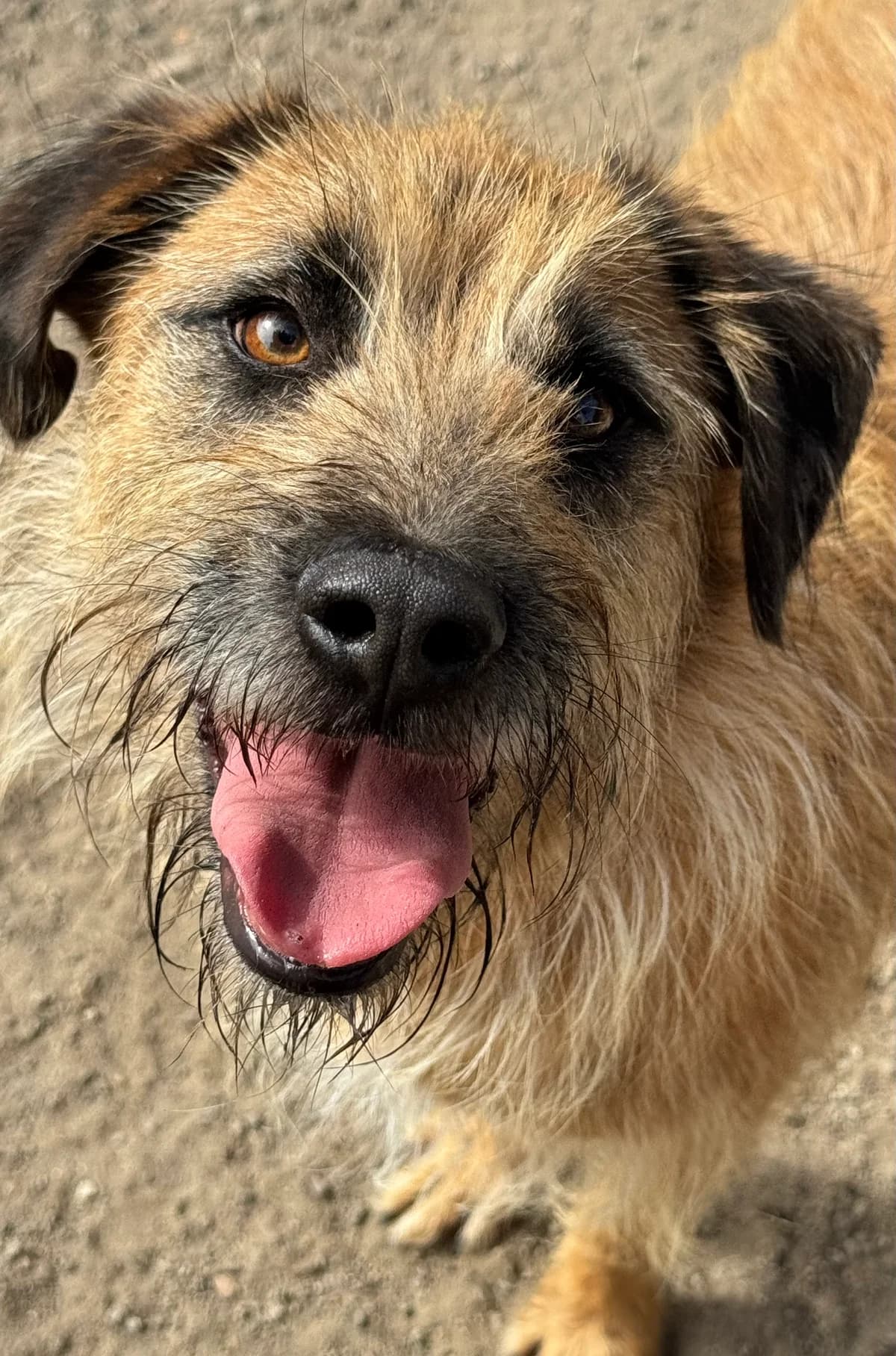 Cindy, braun female 4yo Mixed Breed for adoption at 4animals e.V. — Hundeauffangstation HASt, Essen