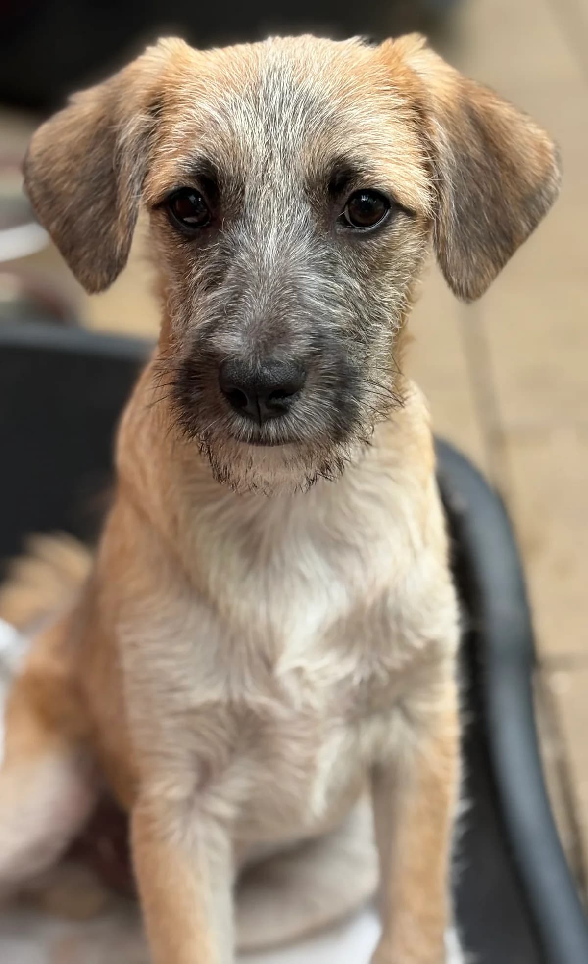 Cooper, baun / weiß / schwarz male puppy Mixed Breed for adoption at 4animals e.V. — Hundeauffangstation HASt, Essen