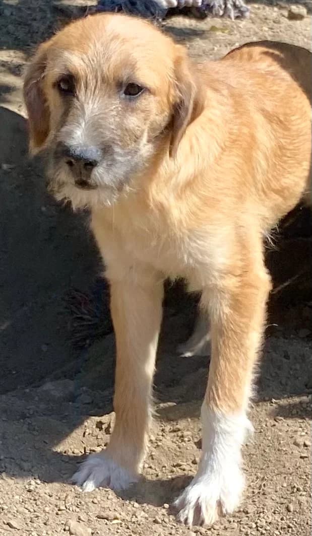 Ella ***reserviert***, Beige/schwarz female puppy Mixed Breed for adoption at 4animals e.V. — Hundeauffangstation HASt, Essen