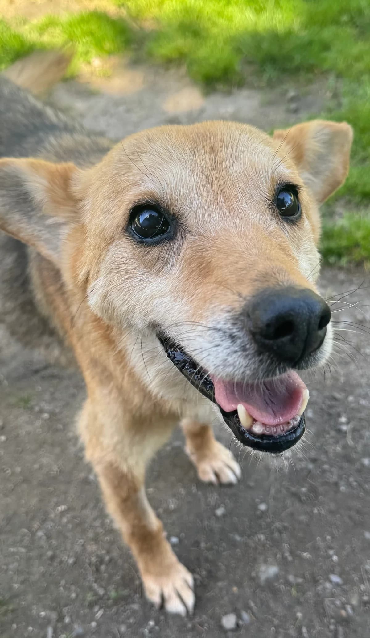 Esperanza, braun / weiß / schwarz female senior Mixed Breed for adoption at 4animals e.V. — Hundeauffangstation HASt, Essen