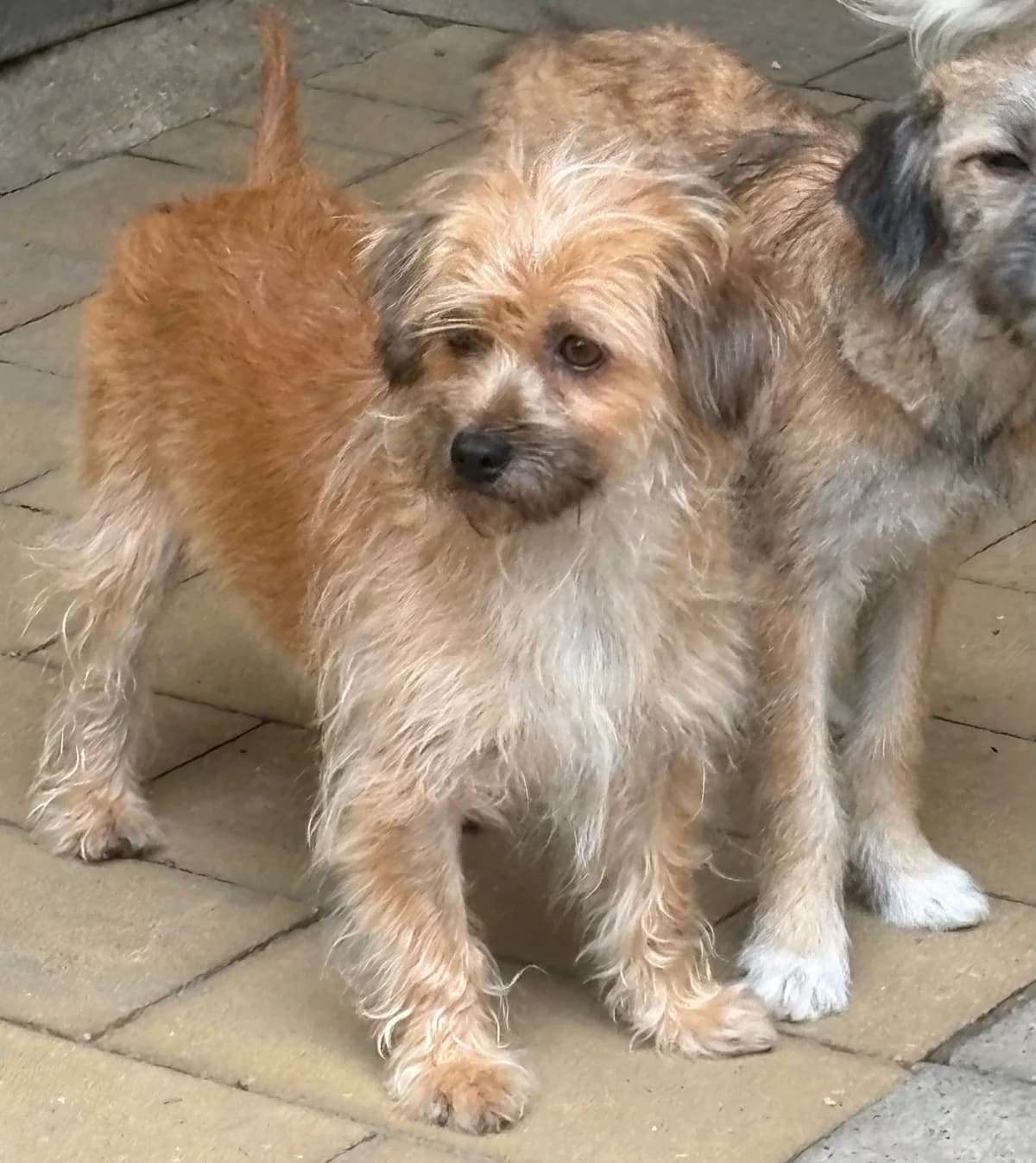 Feli, braun female 4yo Mixed Breed for adoption at 4animals e.V. — Hundeauffangstation HASt, Essen