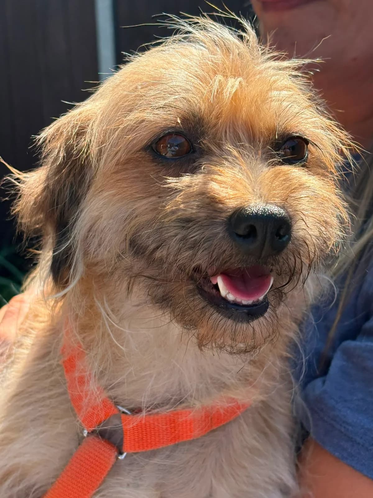 Feli ***reserviert***, braun female 4yo Mixed Breed for adoption at 4animals e.V. — Hundeauffangstation HASt, Essen