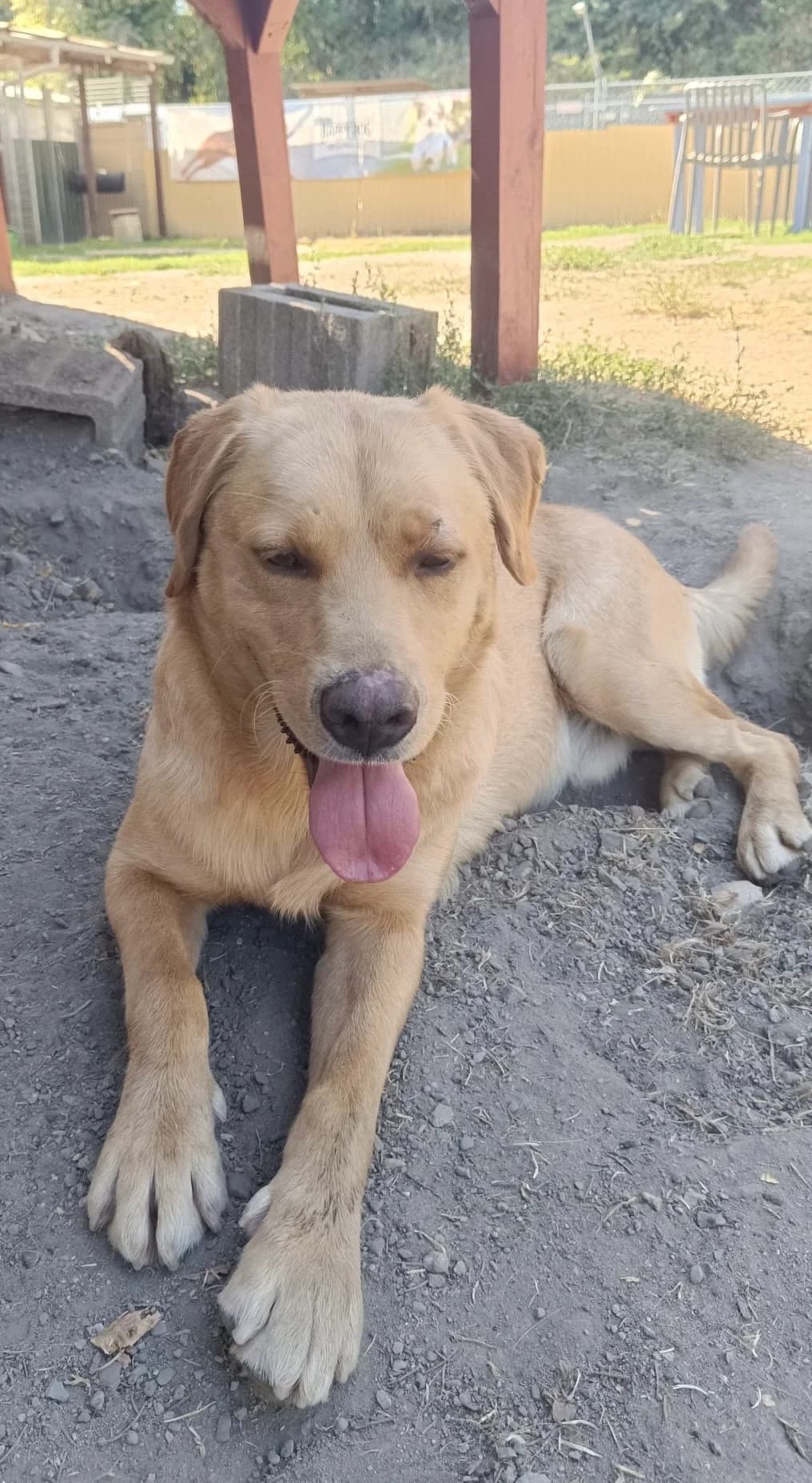 Felix, braun male young Mixed Breed for adoption at 4animals e.V. — Hundeauffangstation HASt, Essen