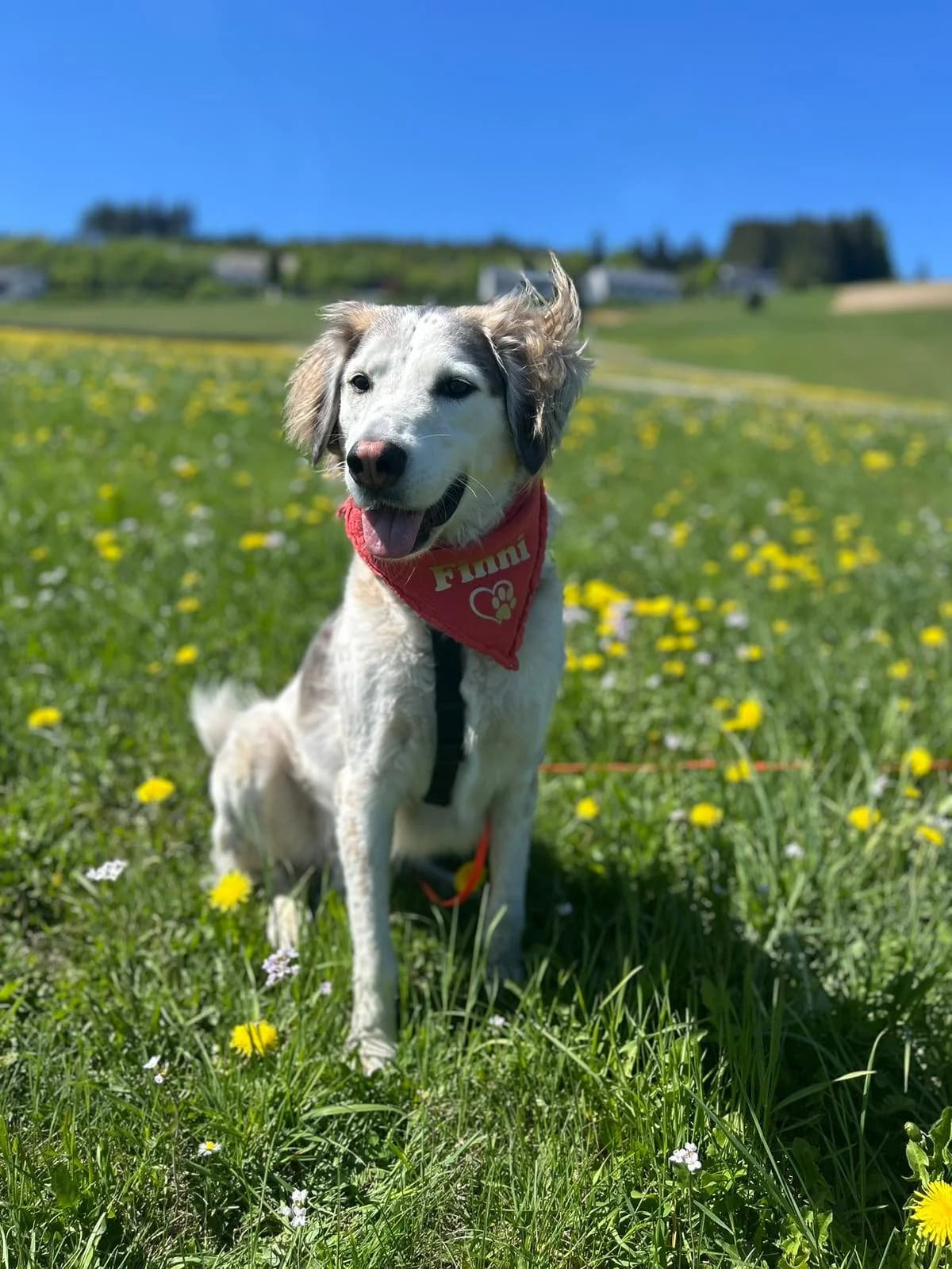 Finni, braun male 7yo Mixed Breed for adoption at 4animals e.V. — Hundeauffangstation HASt, Essen