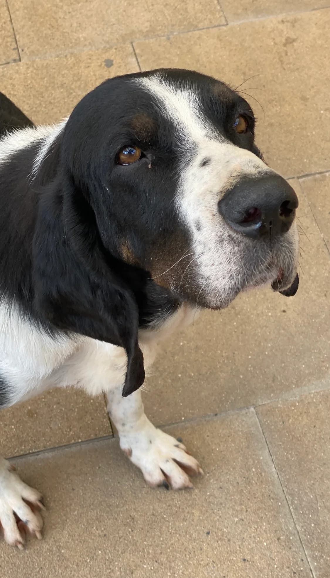 Flow, schwarz / weiΓ male senior Mixed Breed for adoption at 4animals e.V. β Hundeauffangstation HASt, Essen