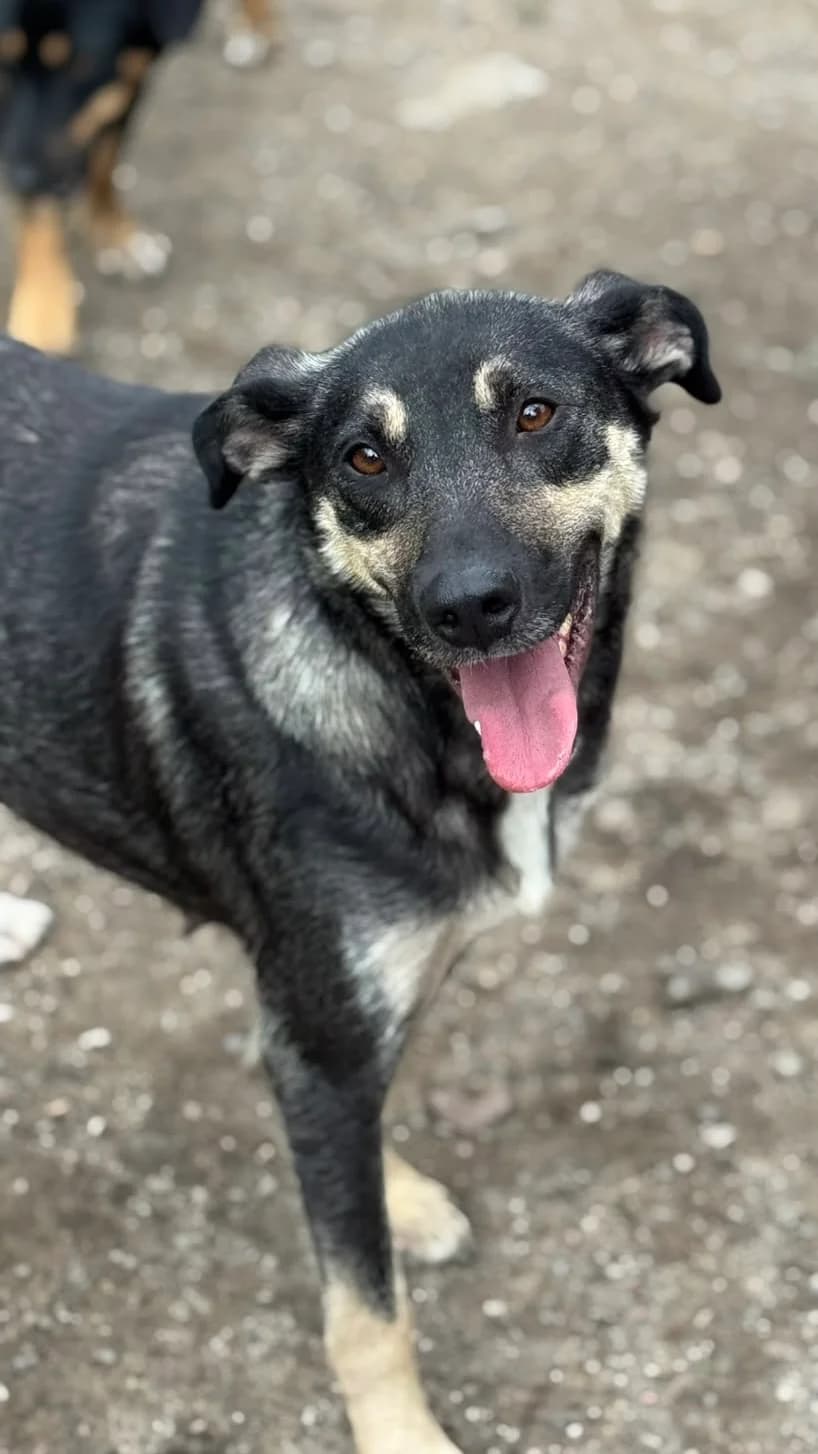 Fricka, schwarz-braun female young Mixed Breed for adoption at 4animals e.V. — Hundeauffangstation HASt, Essen