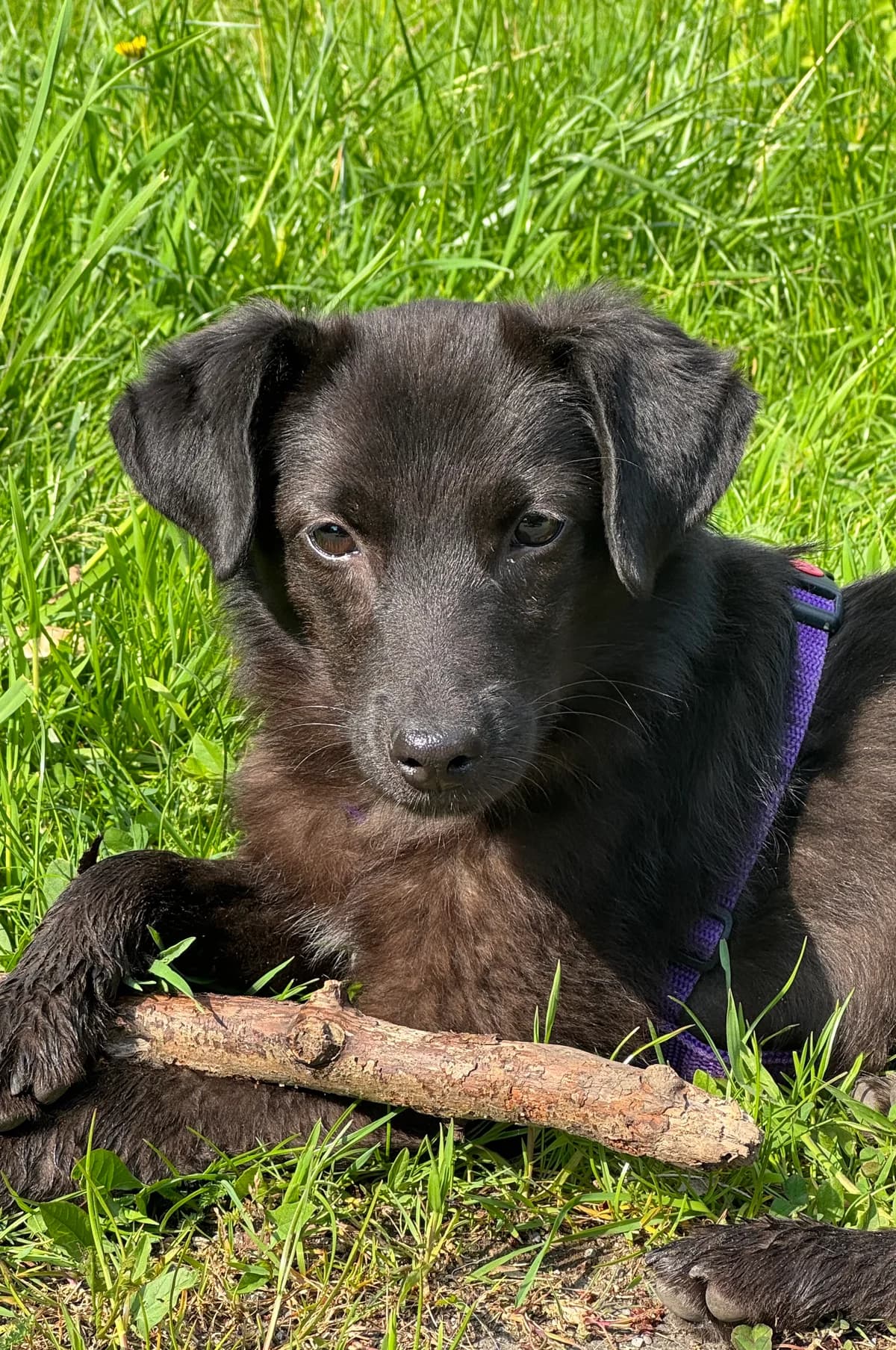Holly **reserviert**, schwarz female young Mixed Breed for adoption at 4animals e.V. — Hundeauffangstation HASt, Essen