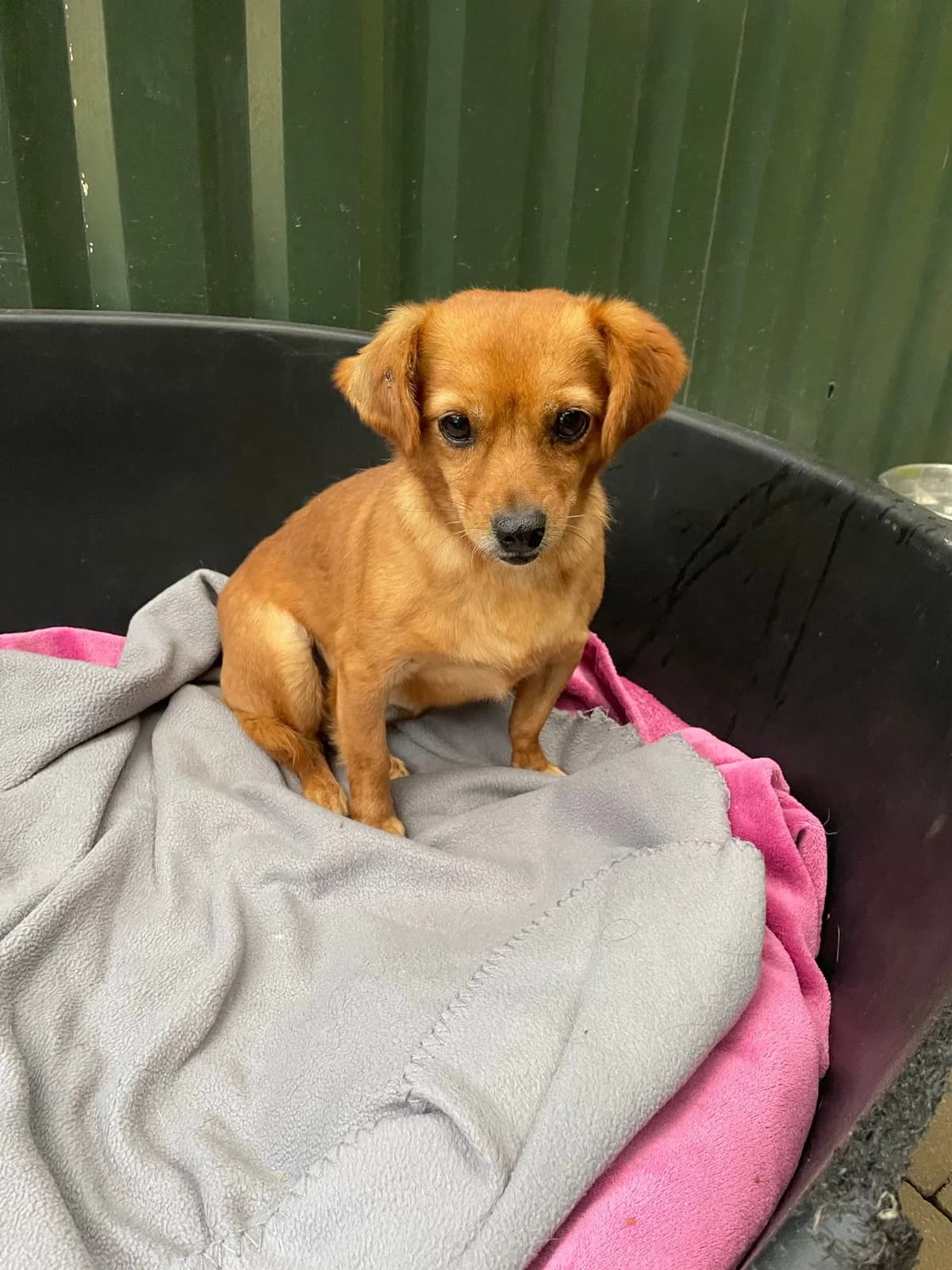 Jenny Gnadenplatz, hellbraun female senior Mixed Breed for adoption at 4animals e.V. β Hundeauffangstation HASt, Essen