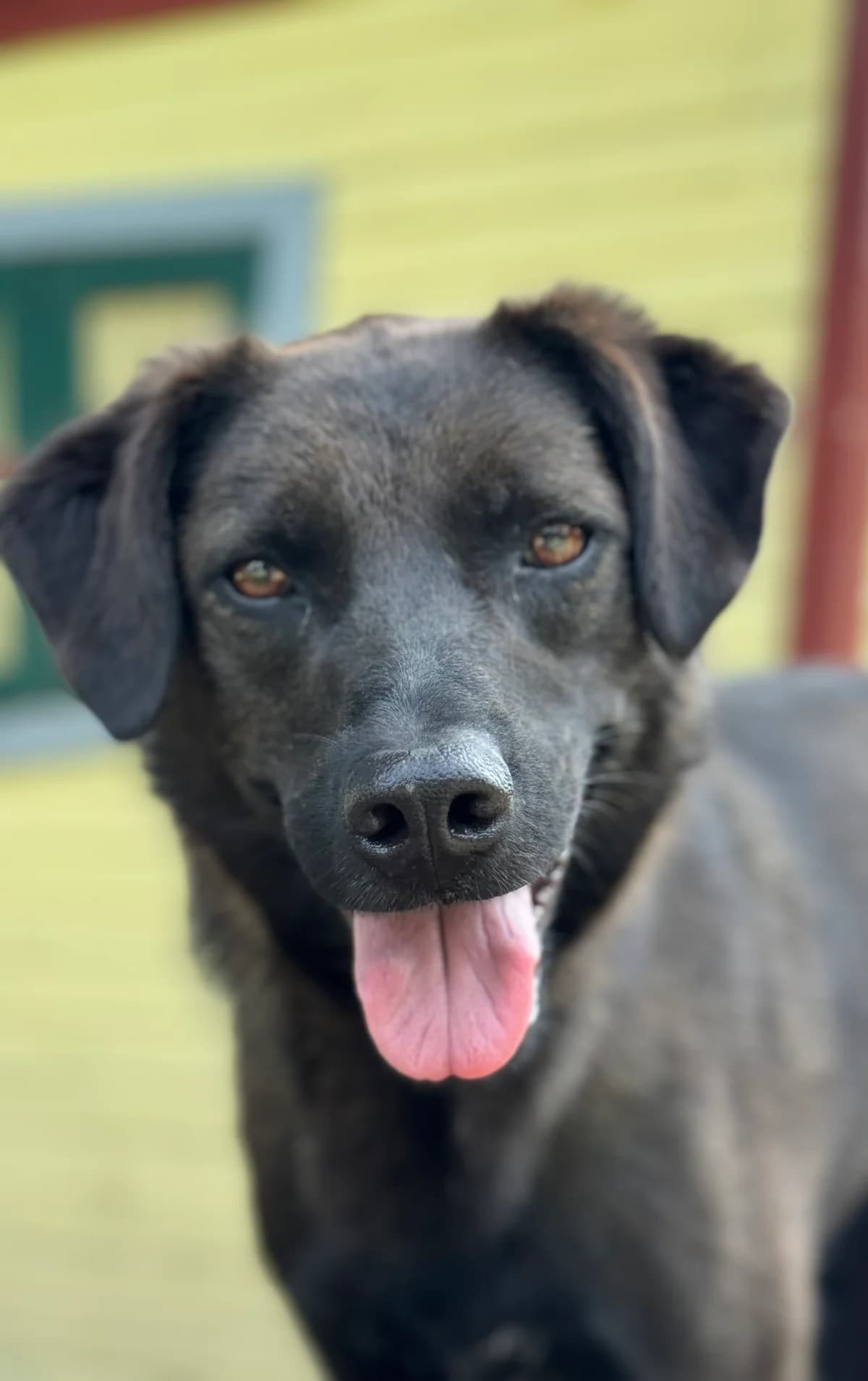 Jule **reserviert**, schwarz mit weiß female 4yo Mixed Breed for adoption at 4animals e.V. — Hundeauffangstation HASt, Essen