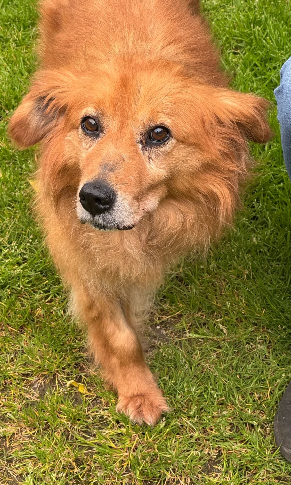 Kerry, rotbraun female 7yo Mixed Breed for adoption at 4animals e.V. — Hundeauffangstation HASt, Essen