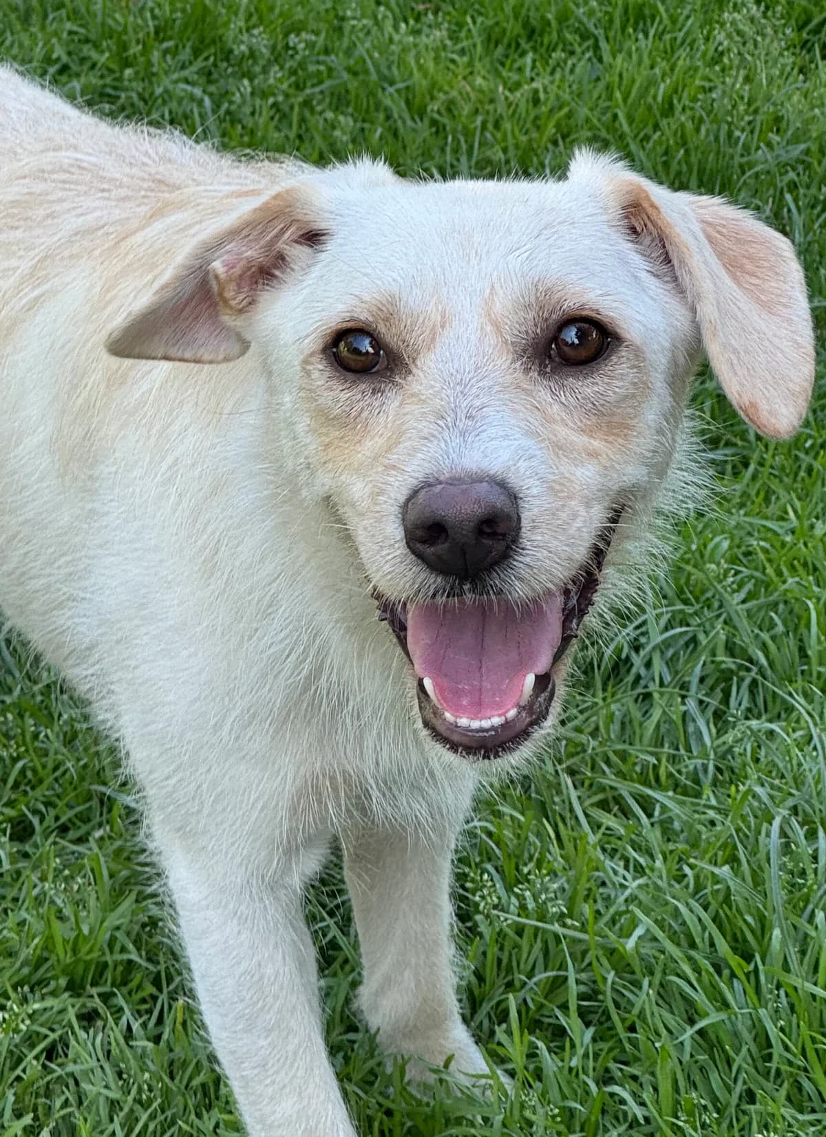 Lilly, beige female young Mixed Breed for adoption at 4animals e.V. — Hundeauffangstation HASt, Essen