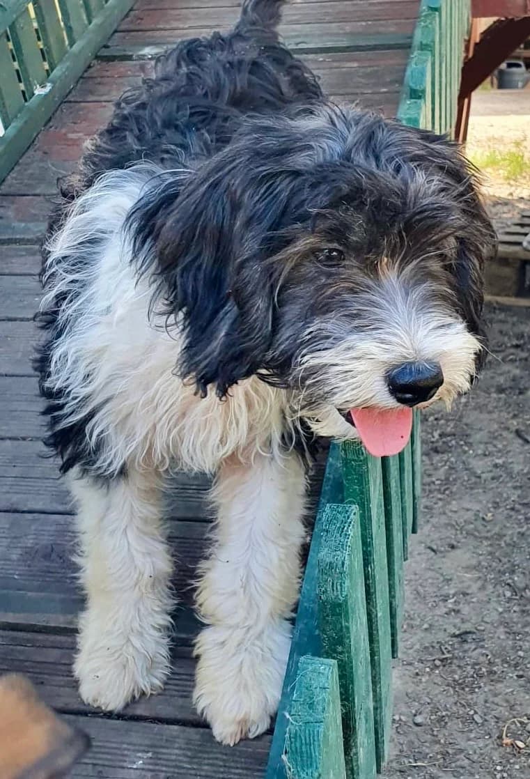 Lotti ***reserviert***, schwarz / weiß female puppy Mixed Breed for adoption at 4animals e.V. — Hundeauffangstation HASt, Essen