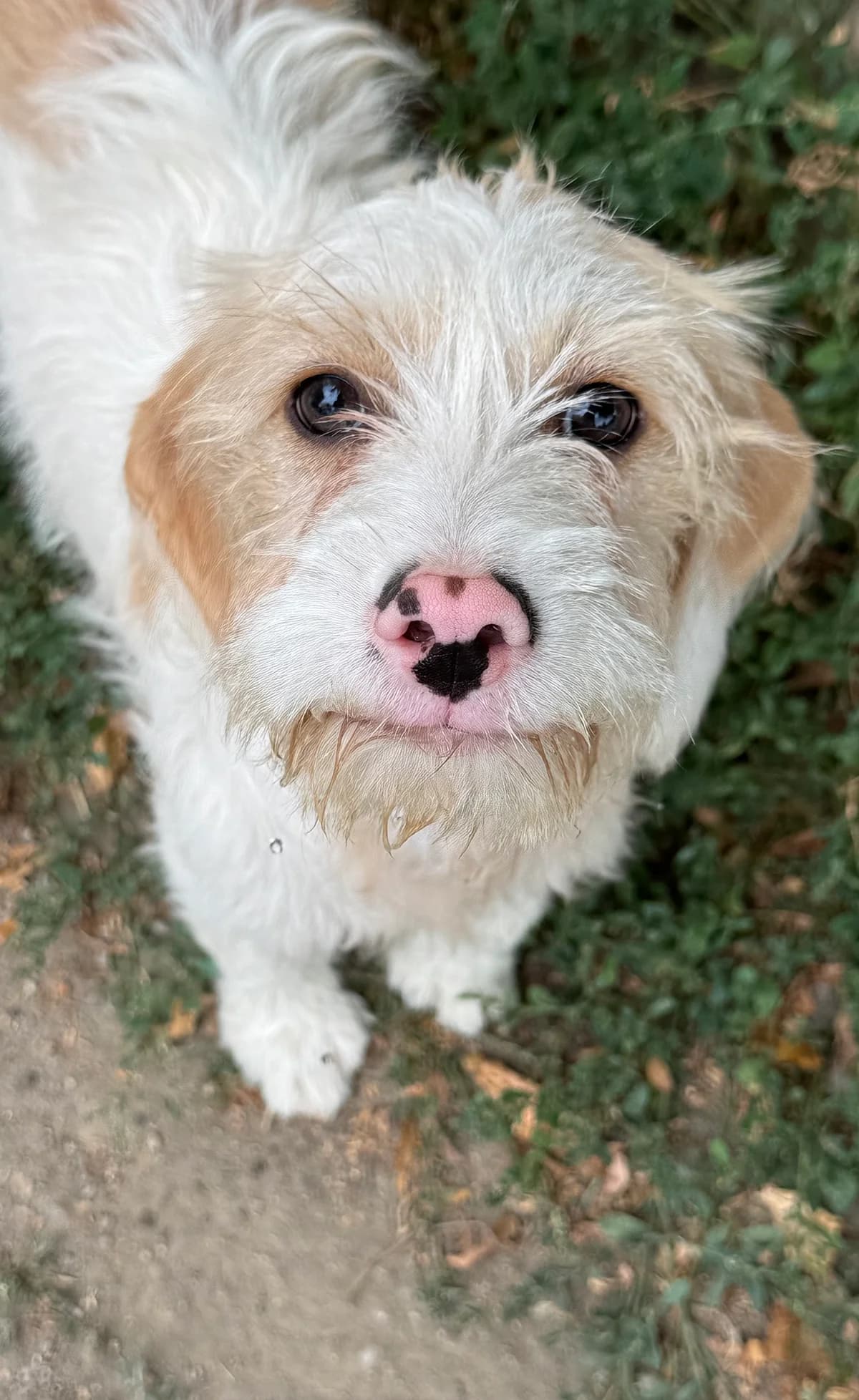 Luna **reserviert**, braun / beige female puppy Mixed Breed for adoption at 4animals e.V. — Hundeauffangstation HASt, Essen