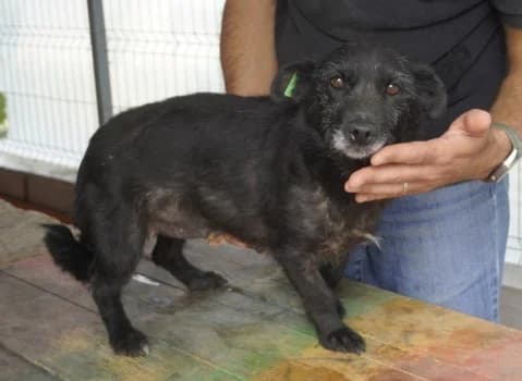 Mali, schwarz female 6yo Mixed Breed for adoption at 4animals e.V. — Hundeauffangstation HASt, Essen