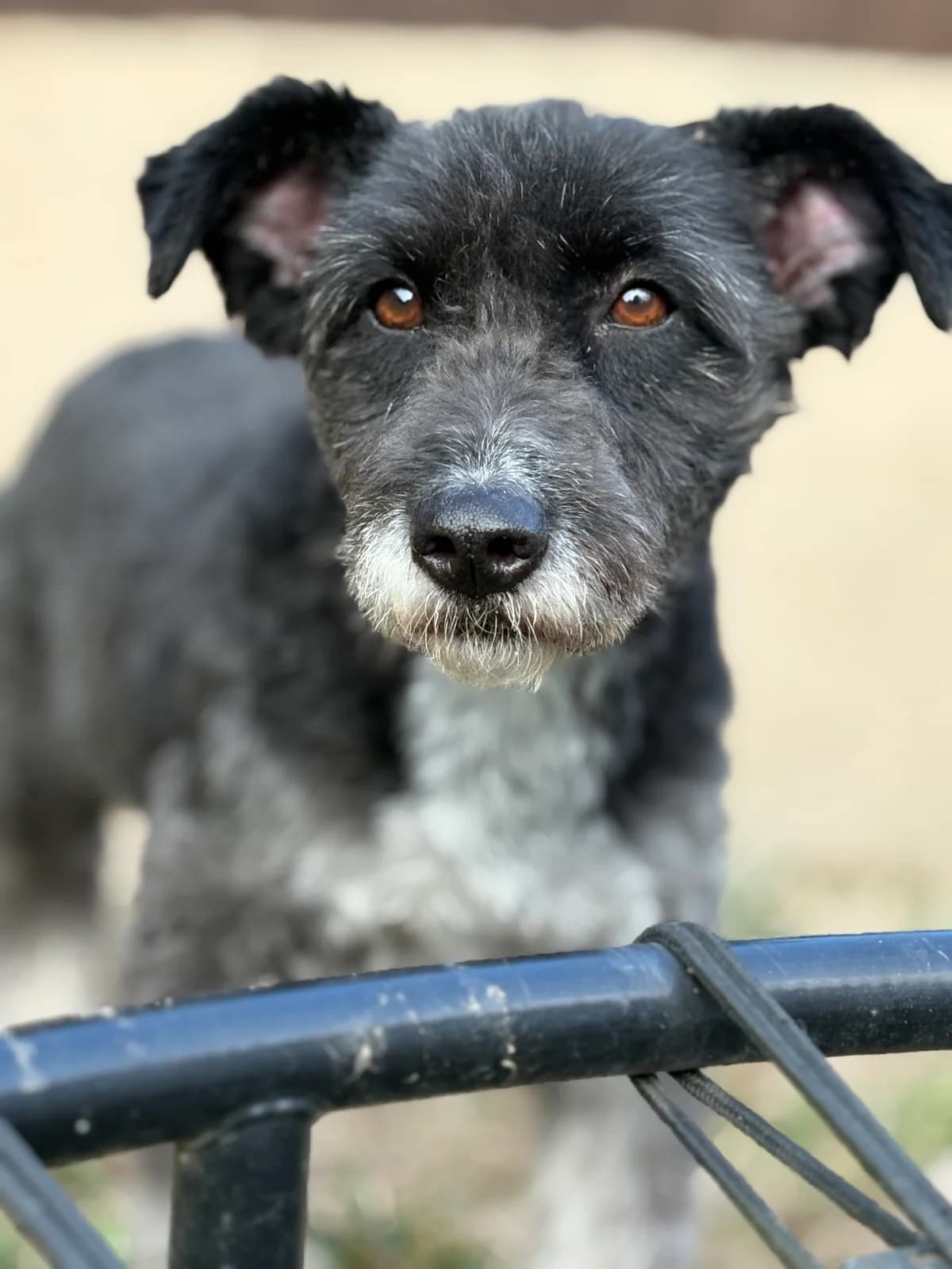 Margy, schwarz female 7yo Mixed Breed for adoption at 4animals e.V. — Hundeauffangstation HASt, Essen