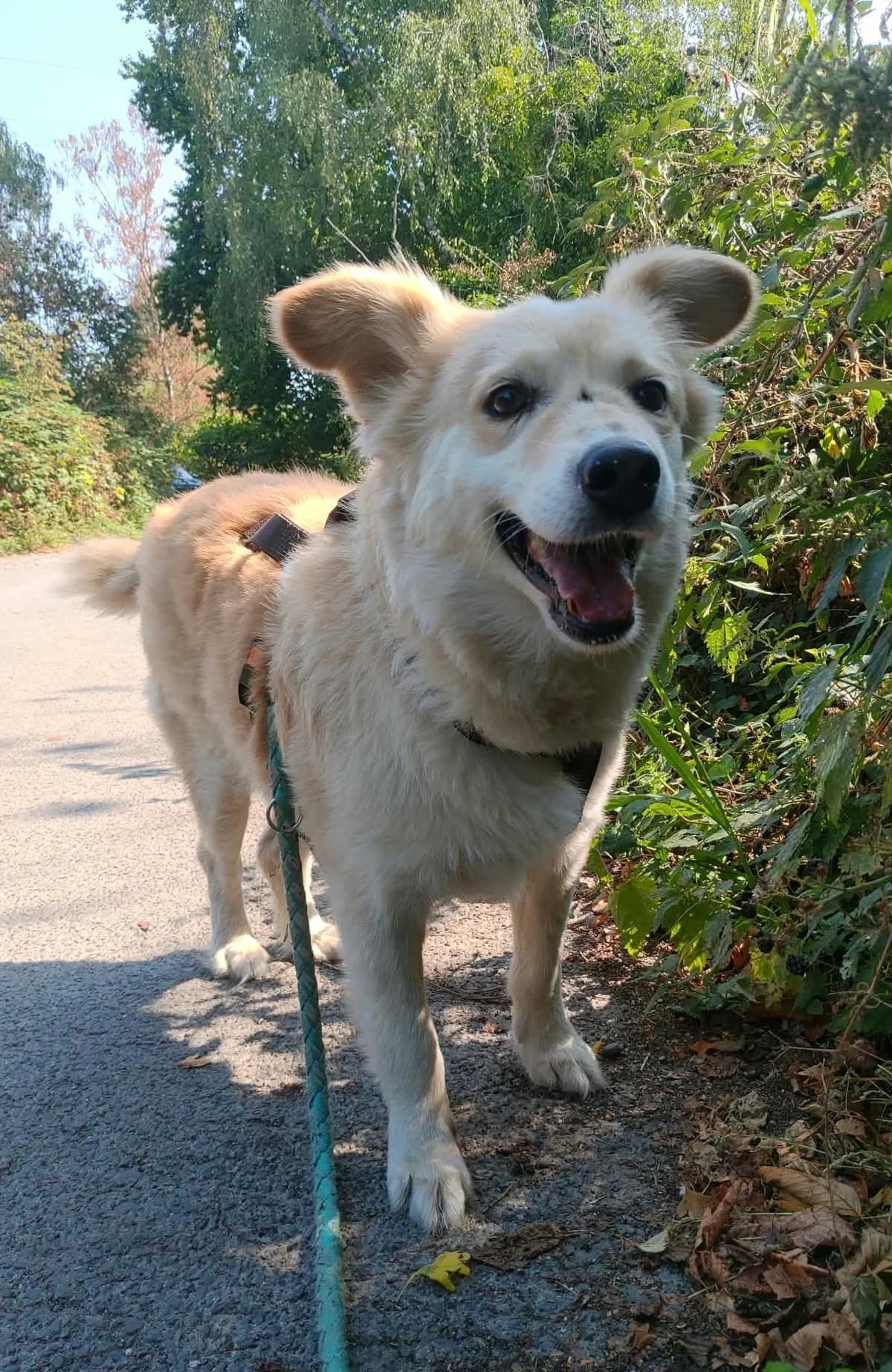 Marley ***reserviert***, beige male 4yo Mixed Breed for adoption at 4animals e.V. — Hundeauffangstation HASt, Essen