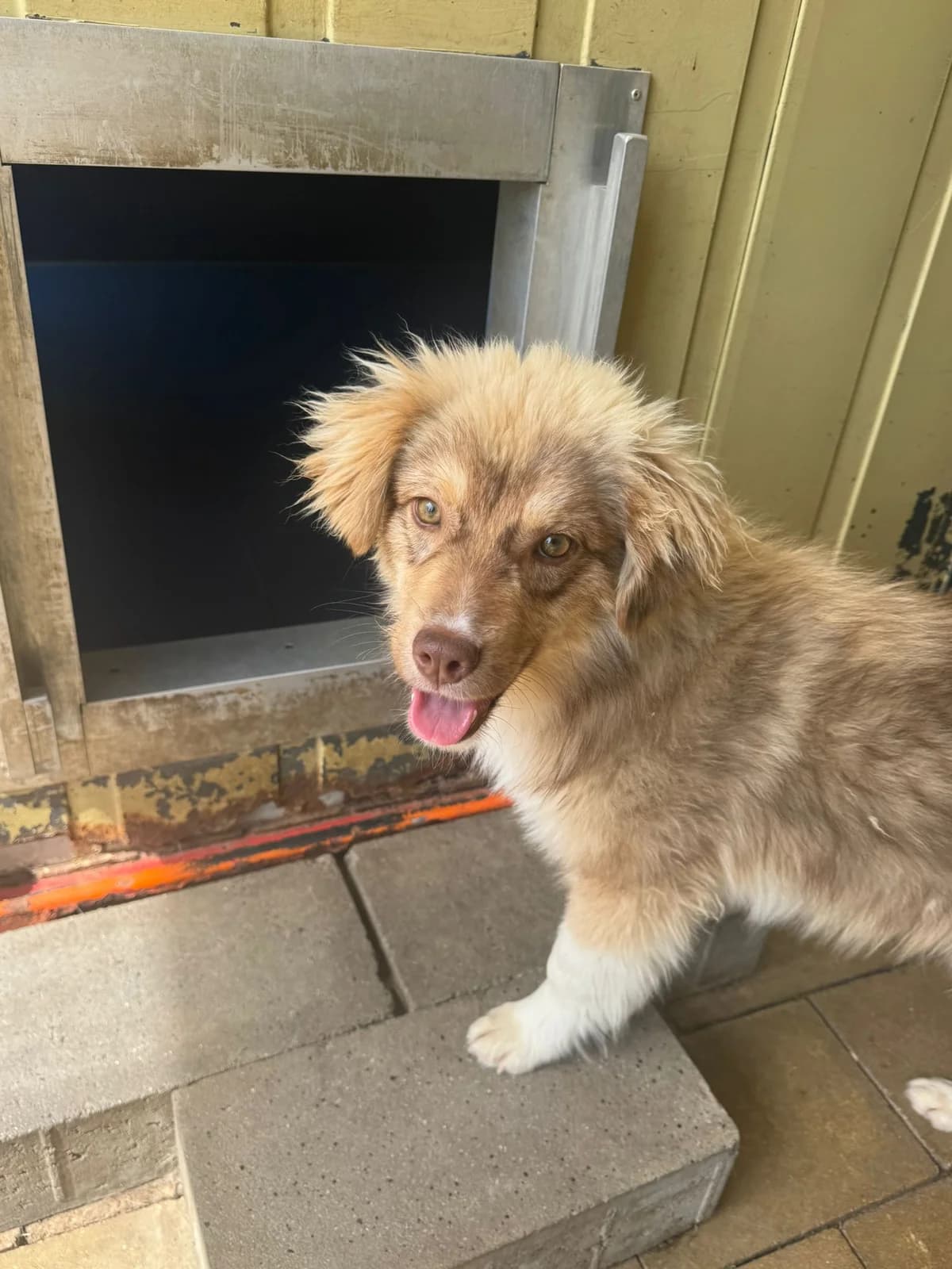 Merlin ***reserviert***, braun / weiß male young Mixed Breed for adoption at 4animals e.V. — Hundeauffangstation HASt, Essen