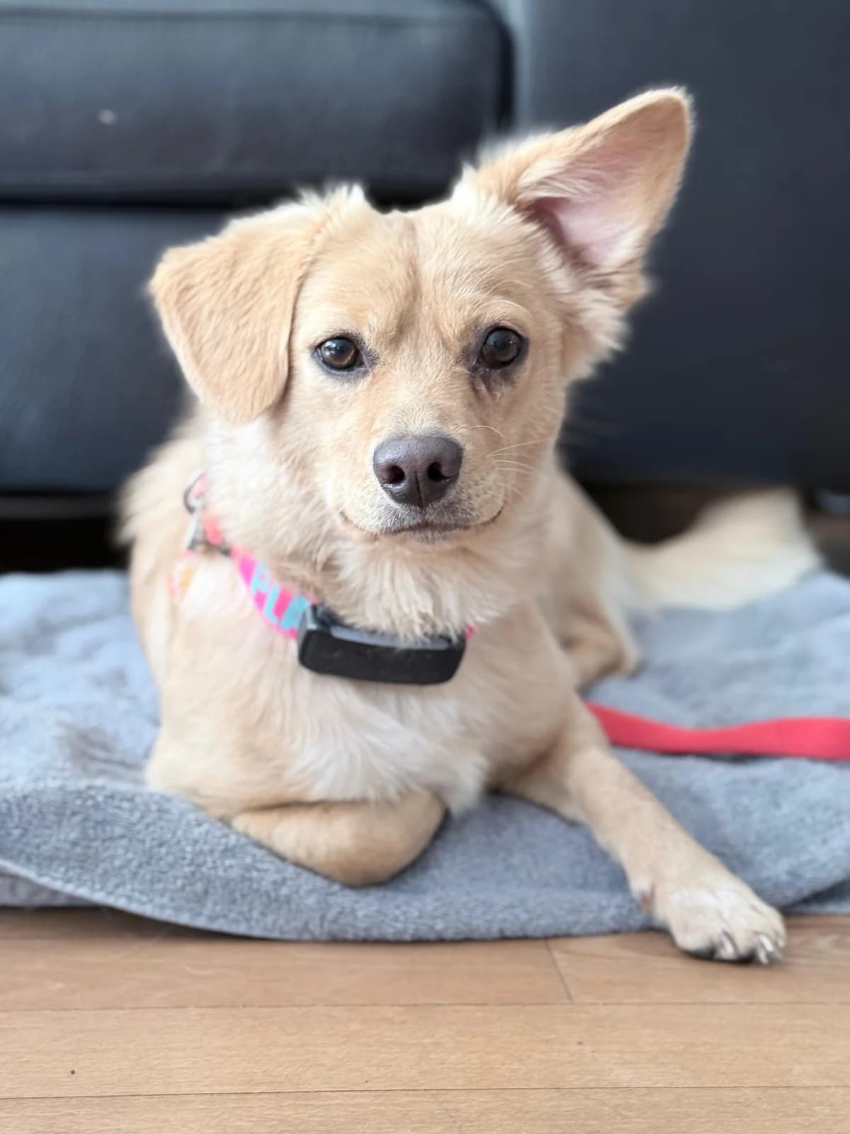 Mia. **reserviert**, Beige female young Mixed Breed for adoption at 4animals e.V. — Hundeauffangstation HASt, Essen