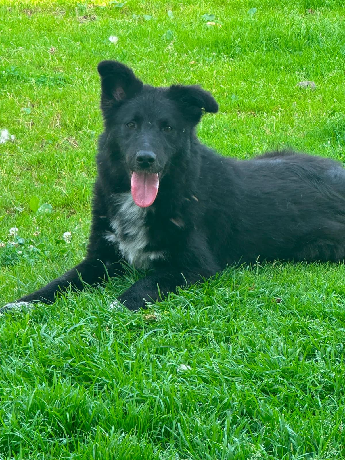 Milly, schwarz female young Mixed Breed for adoption at 4animals e.V. — Hundeauffangstation HASt, Essen