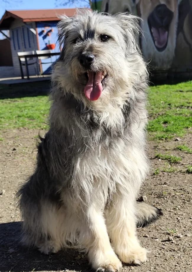 Nala, braun / beige / schwarz female puppy Mixed Breed for adoption at 4animals e.V. — Hundeauffangstation HASt, Essen