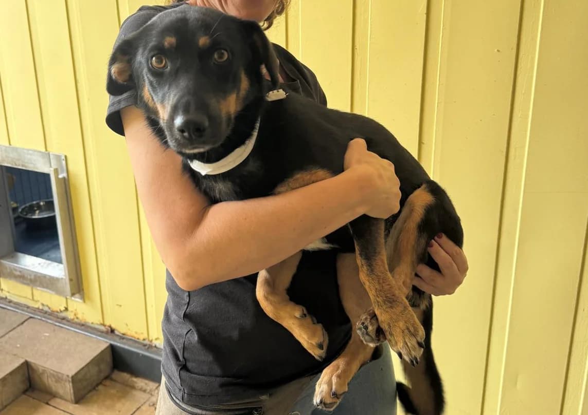 Nicky, schwarz-braun female young Mixed Breed for adoption at 4animals e.V. — Hundeauffangstation HASt, Essen