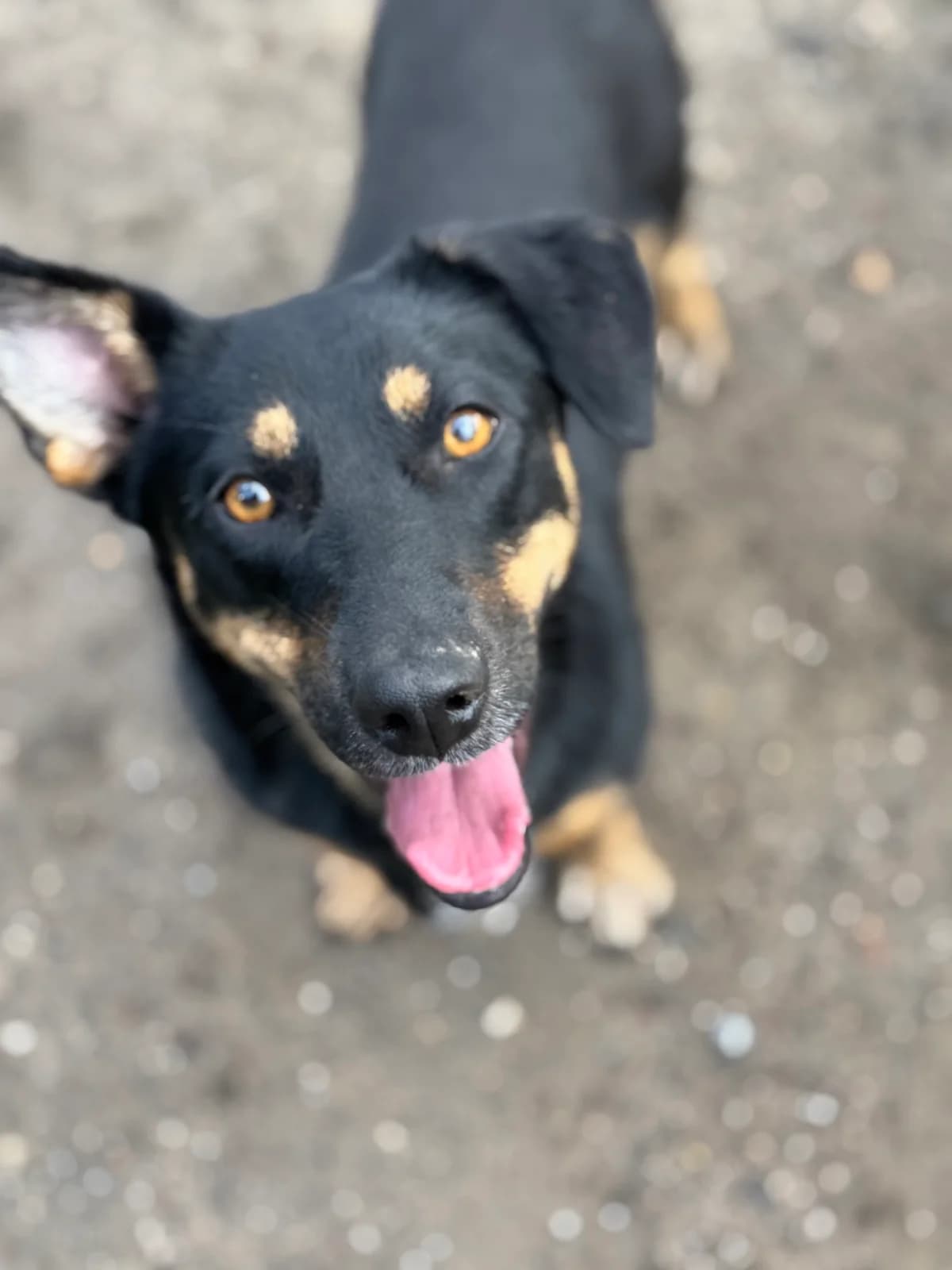 Nicky, schwarz-braun female young Mixed Breed for adoption at 4animals e.V. — Hundeauffangstation HASt, Essen