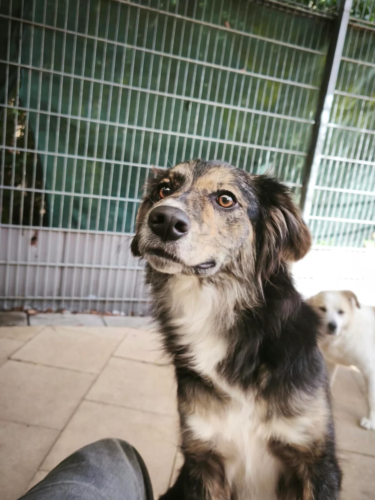 Nixe, schwarz-weiß-braun female young Mixed Breed for adoption at 4animals e.V. — Hundeauffangstation HASt, Essen