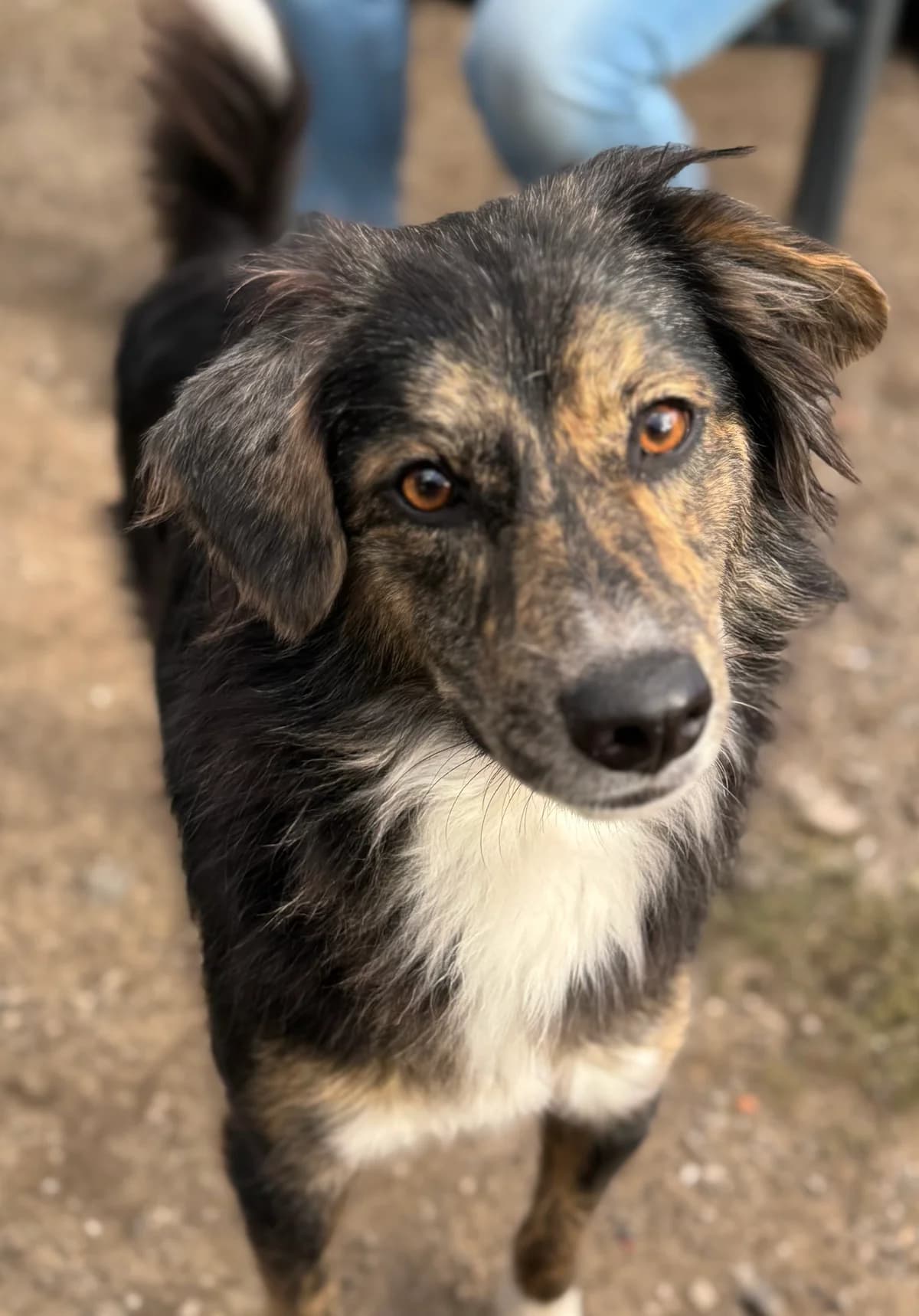 Nixe, schwarz-weiß-braun female young Mixed Breed for adoption at 4animals e.V. — Hundeauffangstation HASt, Essen