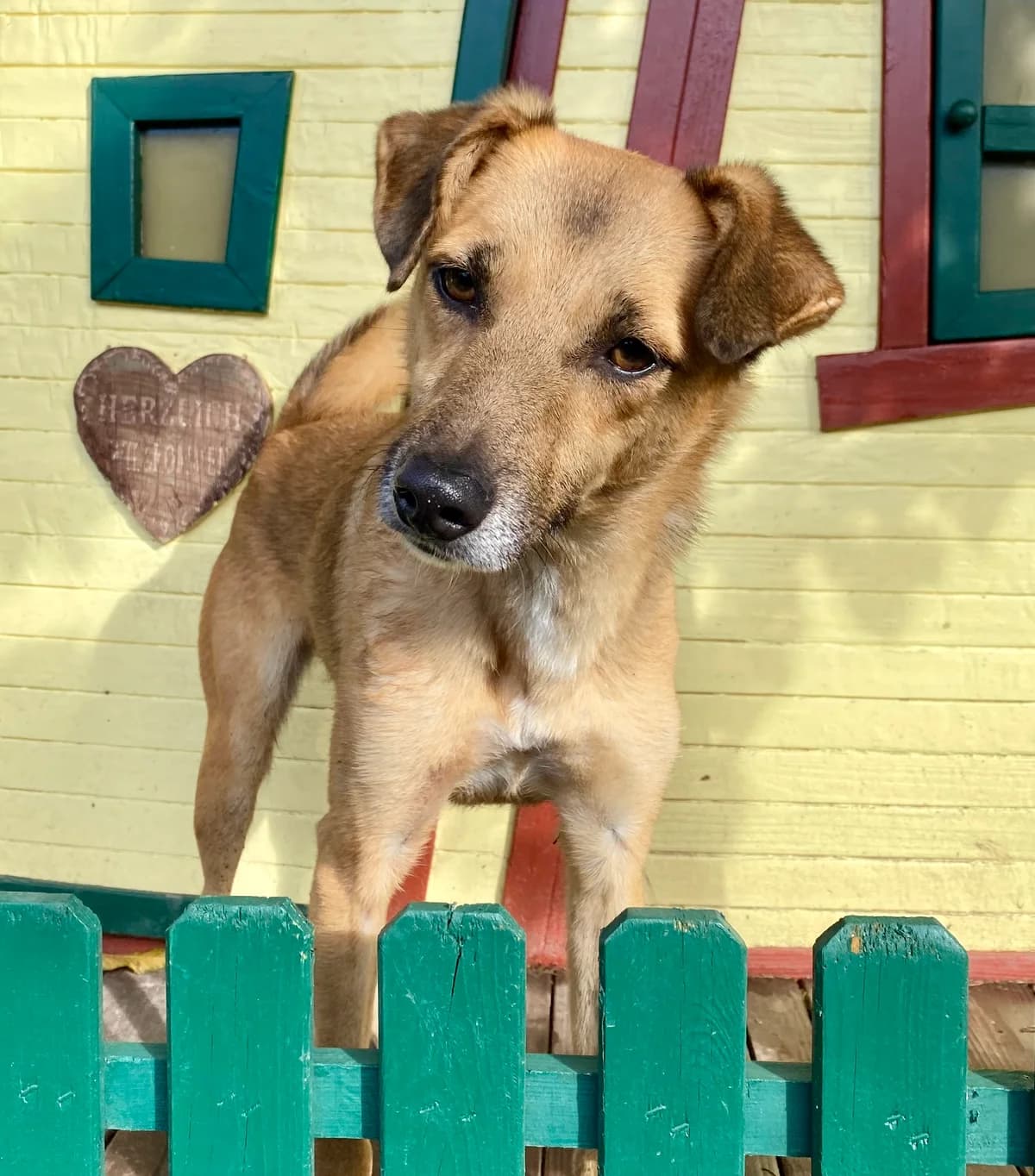 Penny, braun mit schwarz female 3yo Mixed Breed for adoption at 4animals e.V. — Hundeauffangstation HASt, Essen