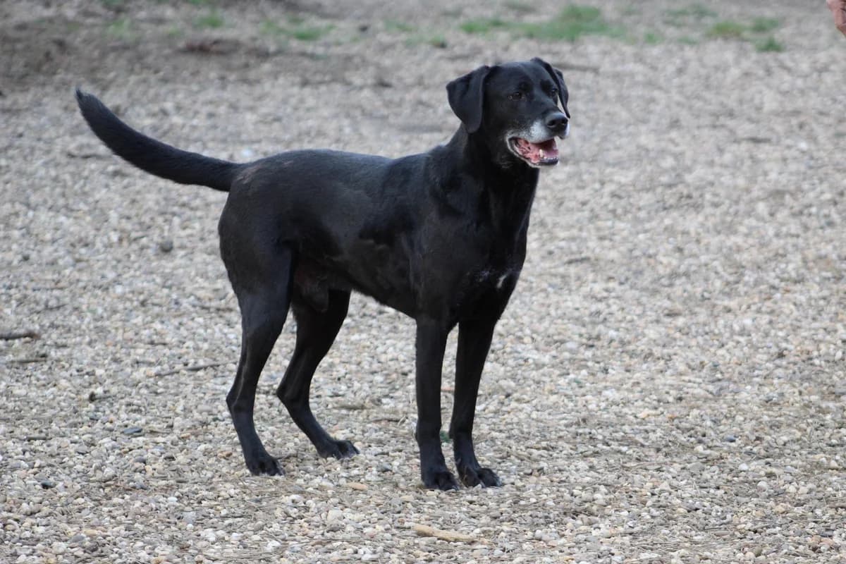 Pippin Vermittlungshilfe, Schwarz/ Weiß male senior Labrador Retriever for adoption at 4animals e.V. — Hundeauffangstation HASt, Essen