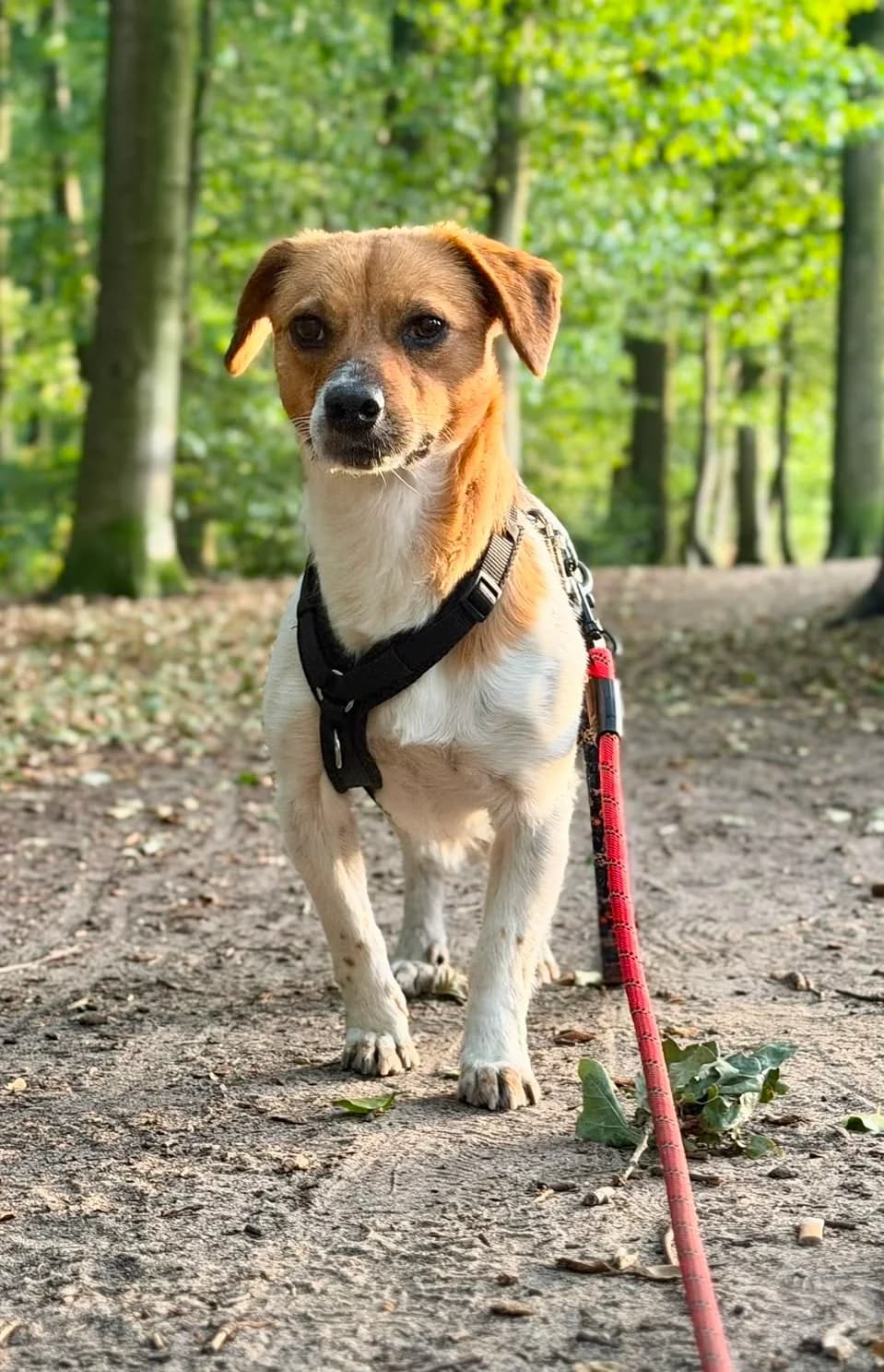 Raya ***reserviert***, weiß / braun female 5yo Mixed Breed for adoption at 4animals e.V. — Hundeauffangstation HASt, Essen
