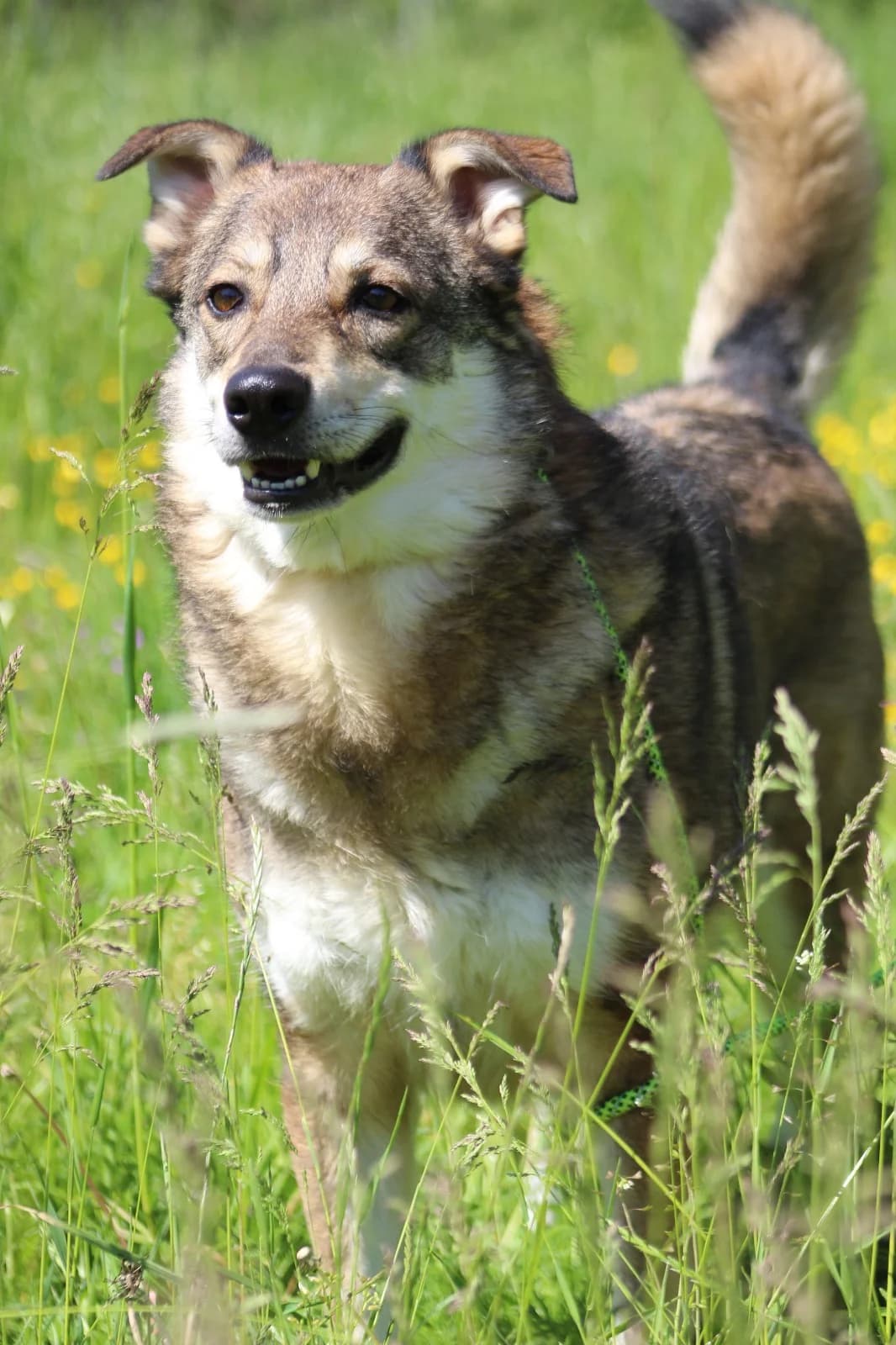 Rocky, braun beige male senior Mixed Breed for adoption at 4animals e.V. β Hundeauffangstation HASt, Essen