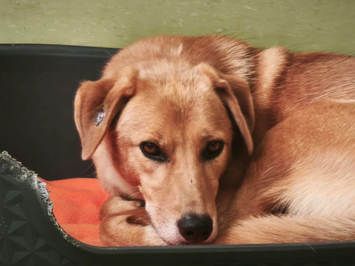 Roya, braun female 5yo Mixed Breed for adoption at 4animals e.V. — Hundeauffangstation HASt, Essen