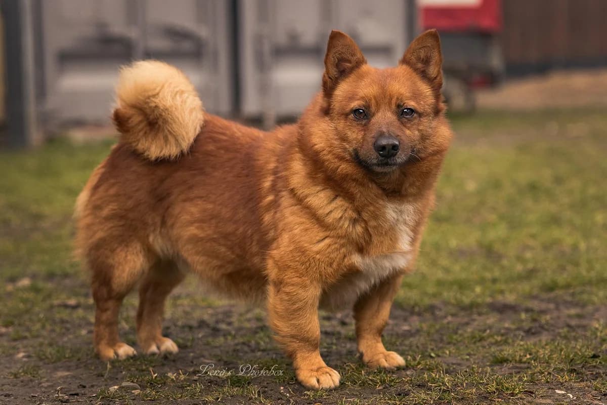 Rulo, rot-braun male 7yo Mixed Breed for adoption at 4animals e.V. — Hundeauffangstation HASt, Essen