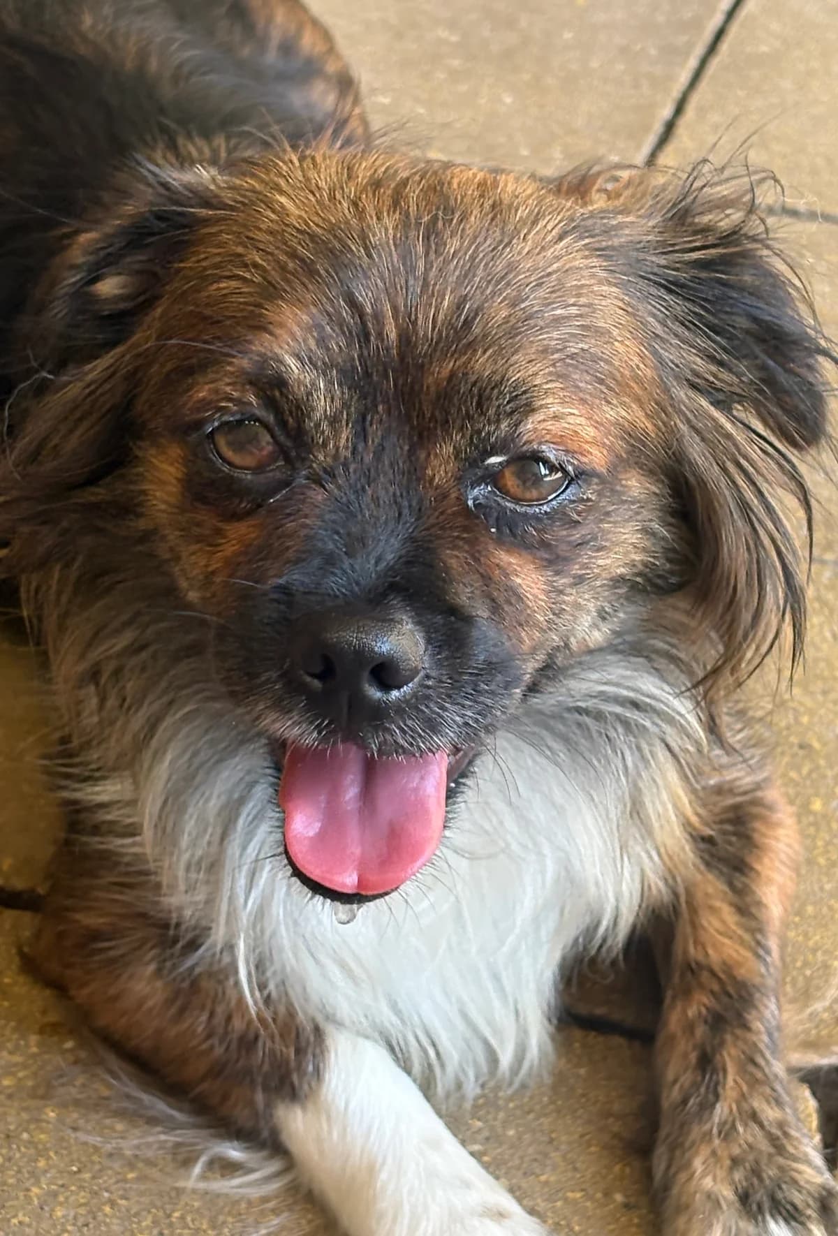 Ruth, braun / weiß / schwarz female 4yo Mixed Breed for adoption at 4animals e.V. — Hundeauffangstation HASt, Essen