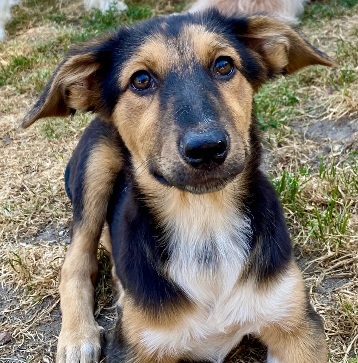 Sally, Schwarz braun weiß female puppy Mixed Breed for adoption at 4animals e.V. — Hundeauffangstation HASt, Essen