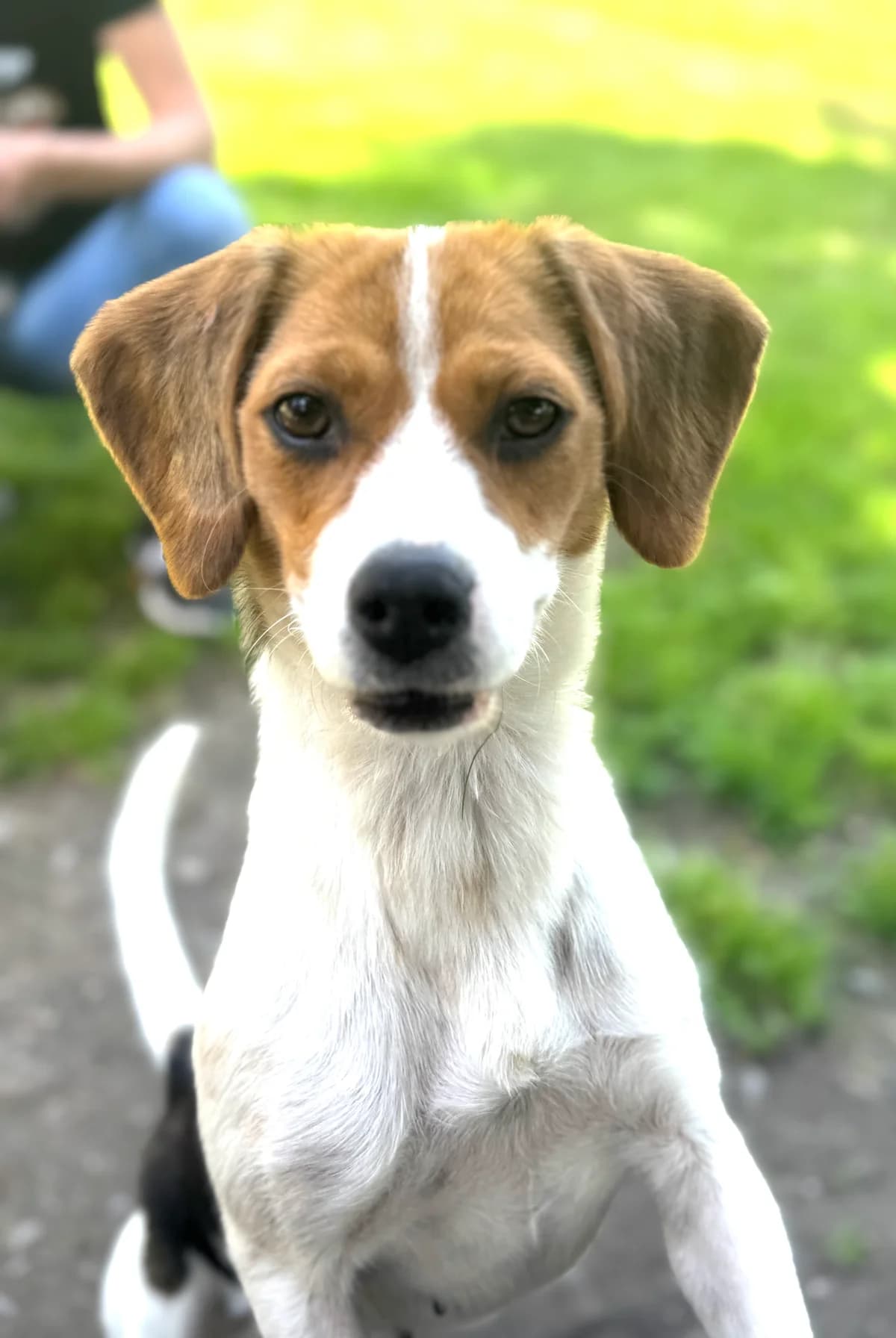 Sally **reserviert**, schwarz / weiß / braun female young Beagle for adoption at 4animals e.V. — Hundeauffangstation HASt, Essen